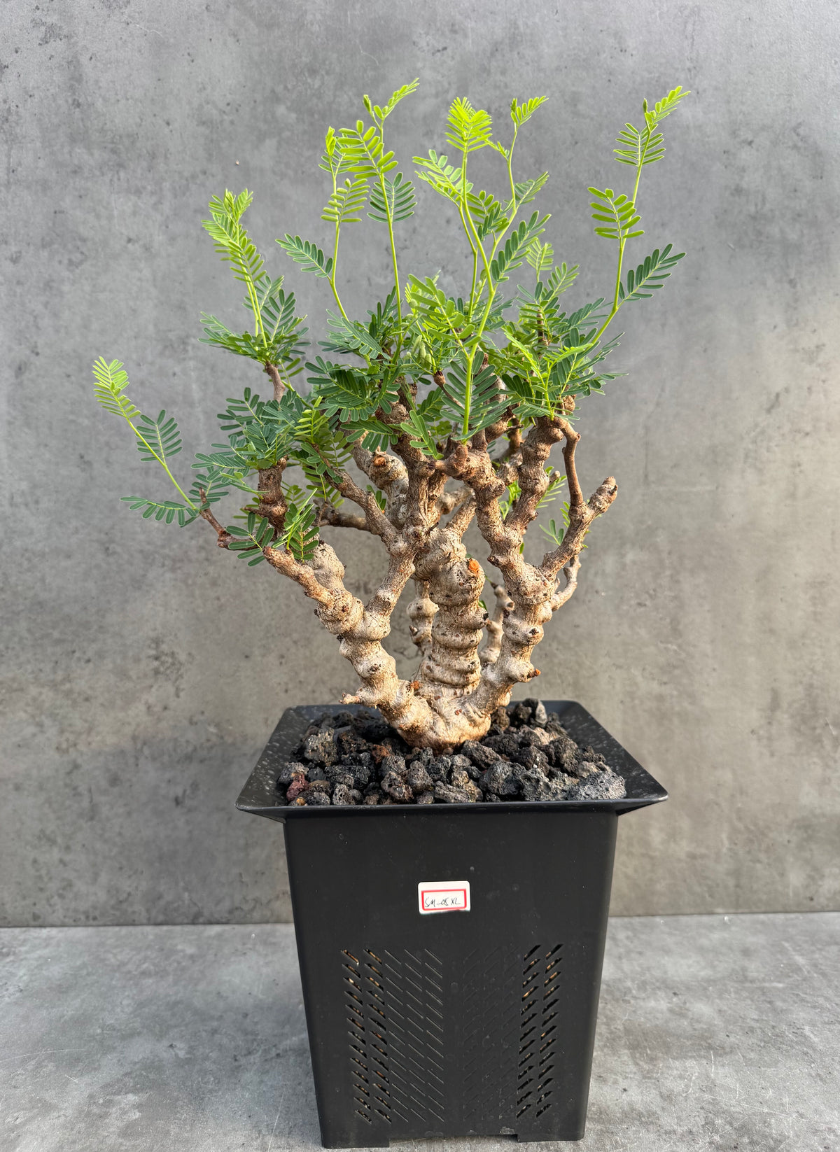 Senna meridionalis - ein exklusives Exemplar! (XL-05)