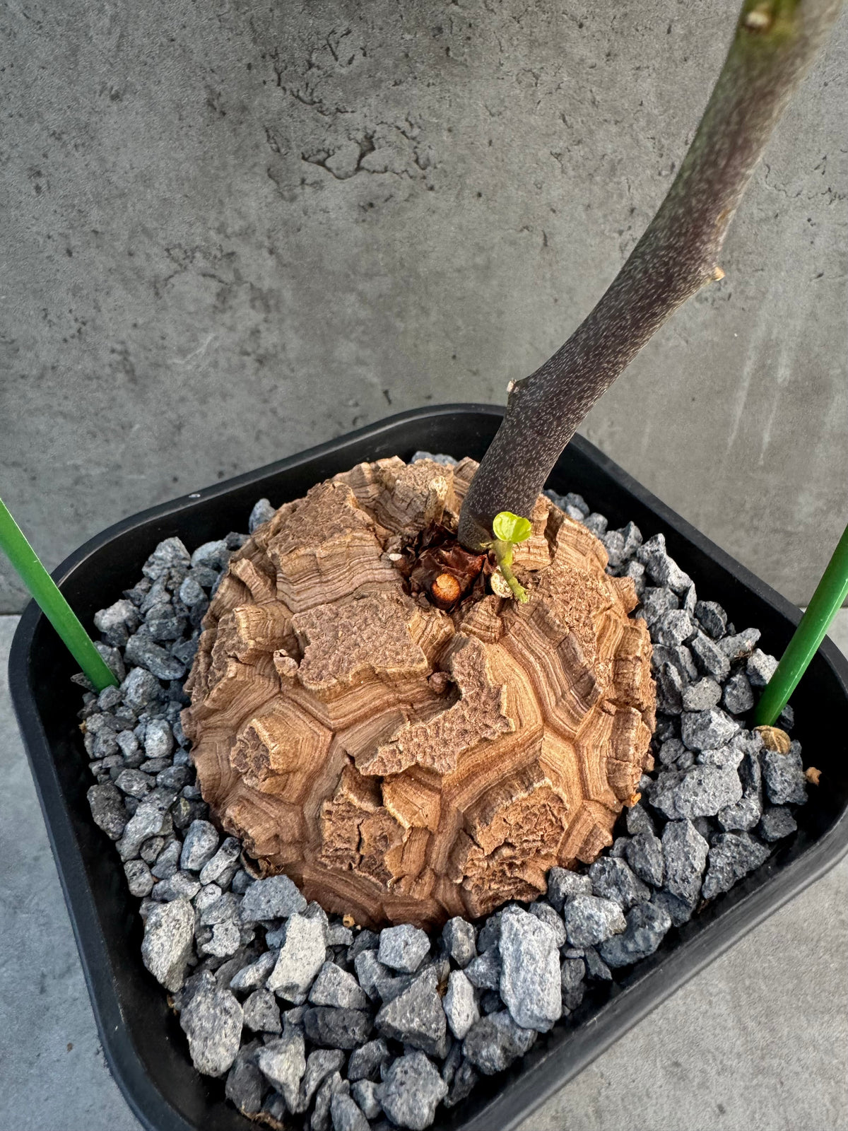 Dioscorea elephantipes – vollständig bewurzeltes Exemplar – Dio-11