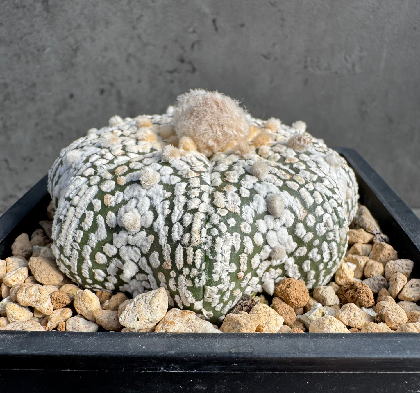 Astrophytum asterias miracle