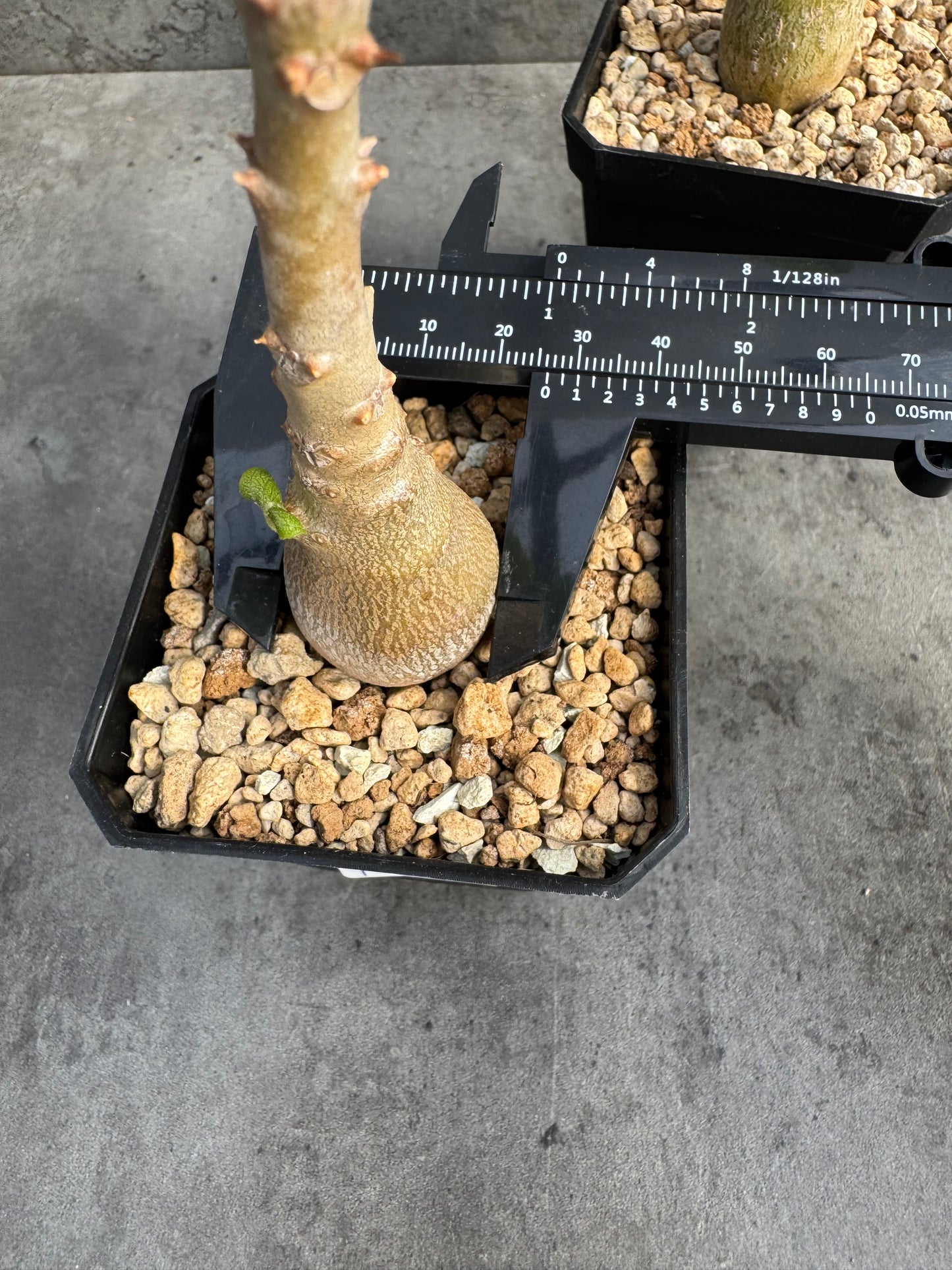Pachypodium windsorii