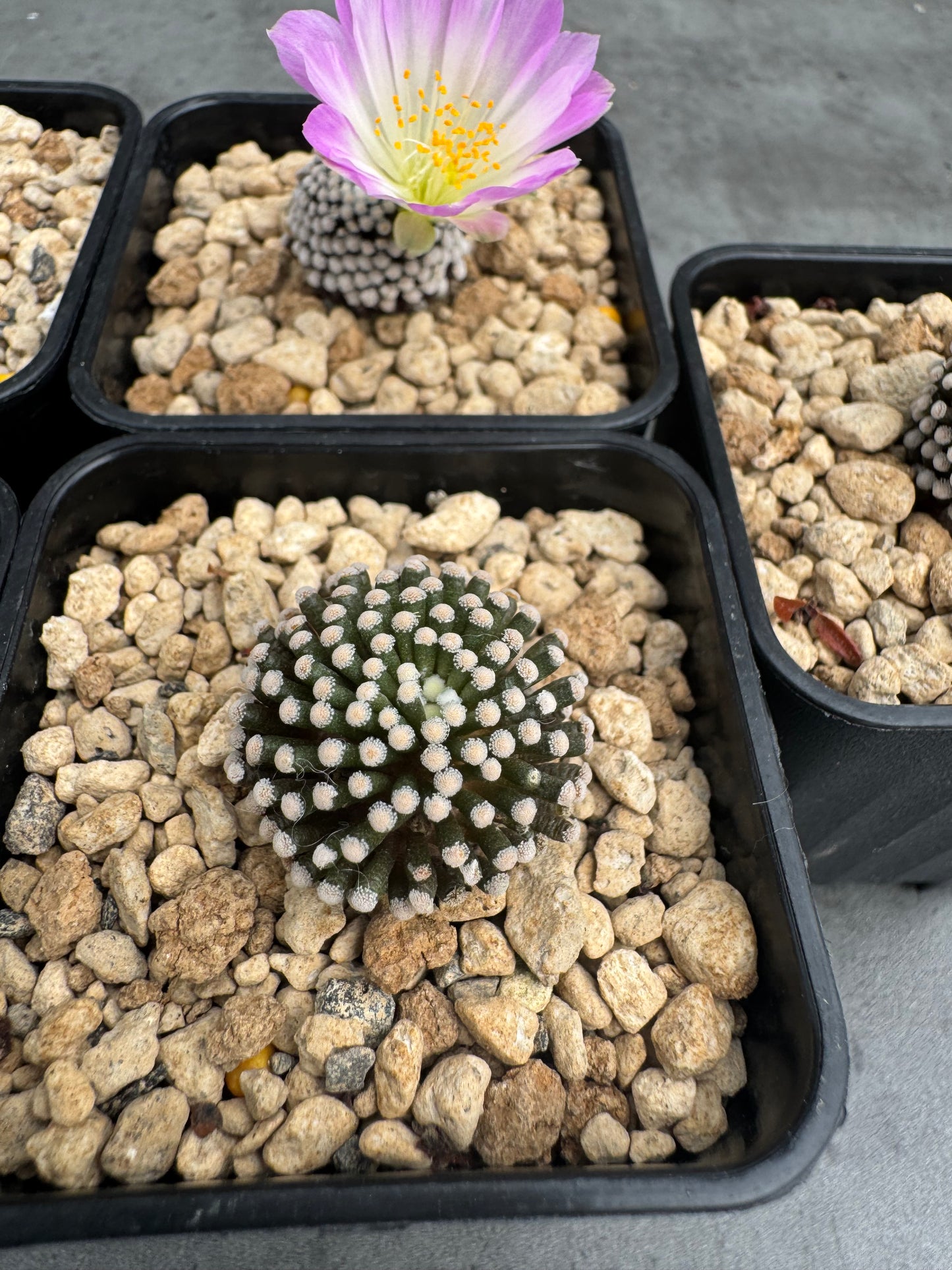 Mammillaria luethyi - wurzelecht