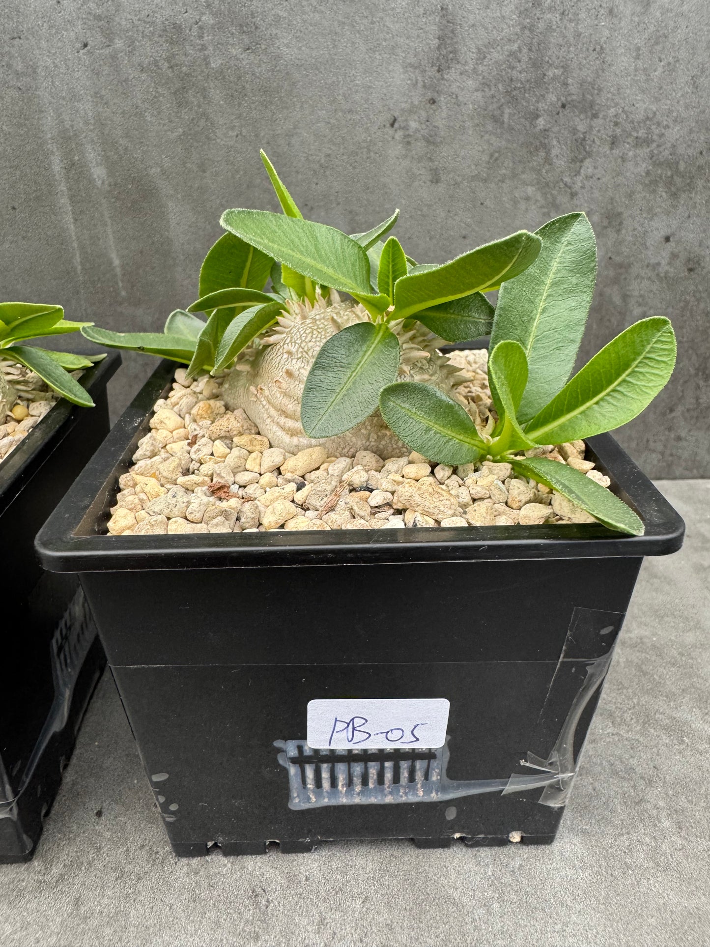 Pachypodium brevicaule großes Exemplar - wurzelecht