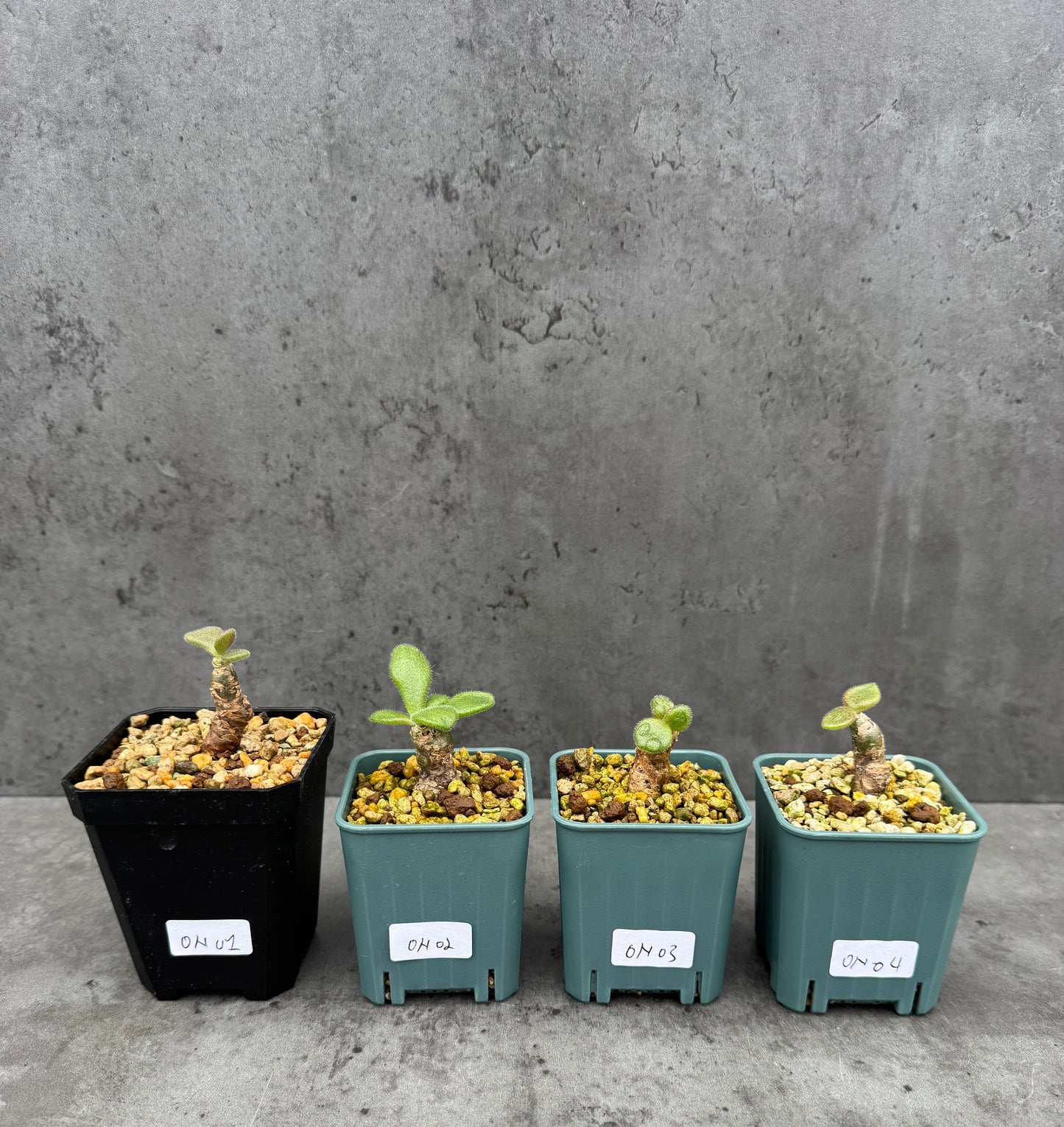 Tylecodon nolteei – Seltene Caudexpflanze mit skulpturalem Charakter