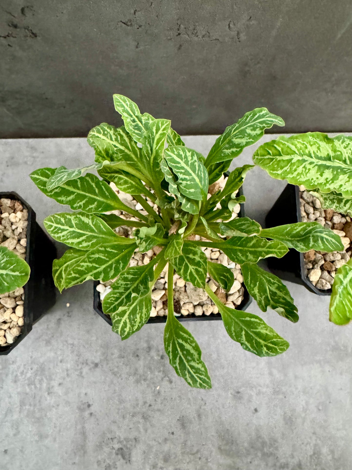 Euphorbia Spannringii fishbone