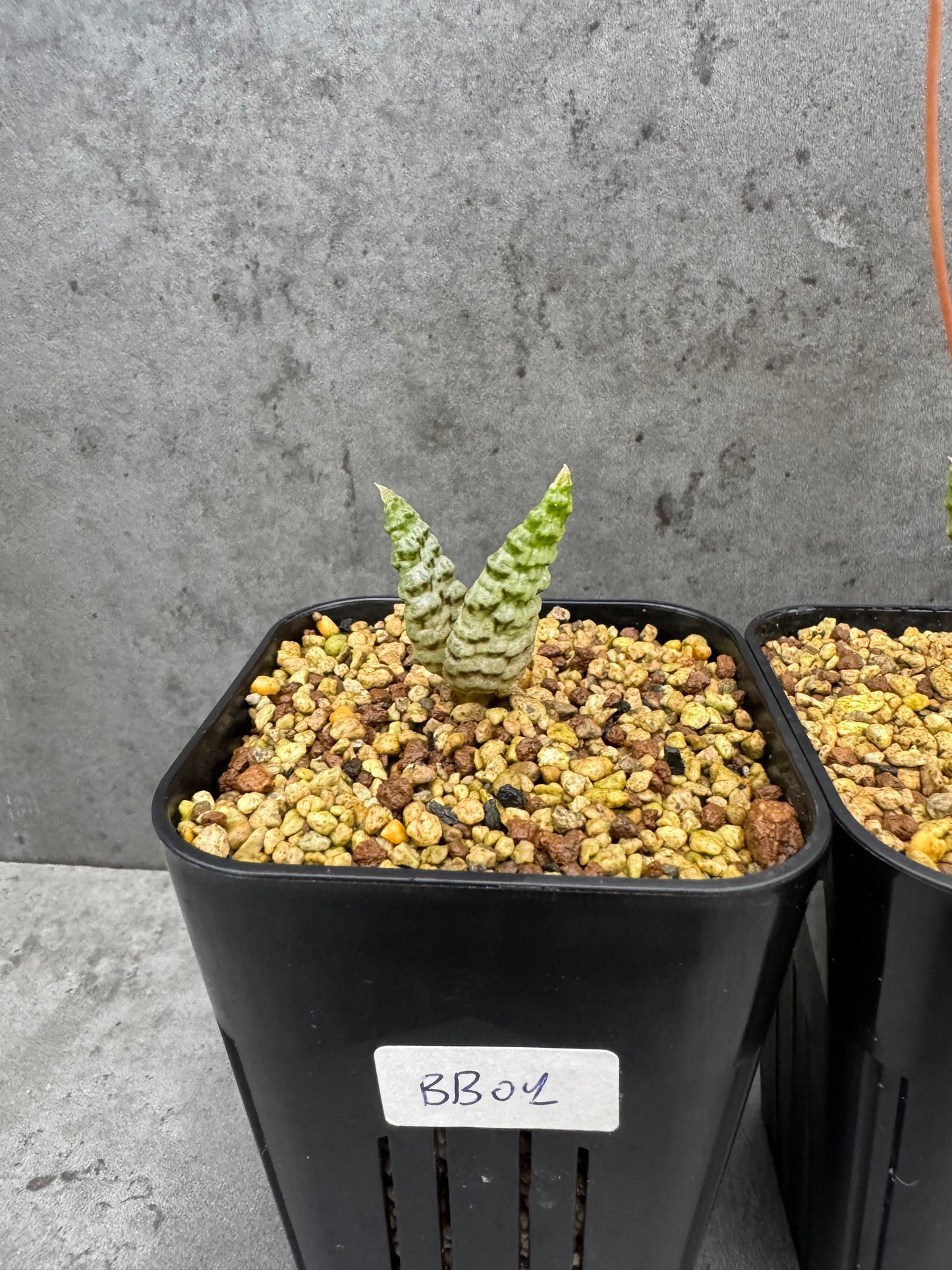 Bubine bruynsii - Rarität aus Namaqualand