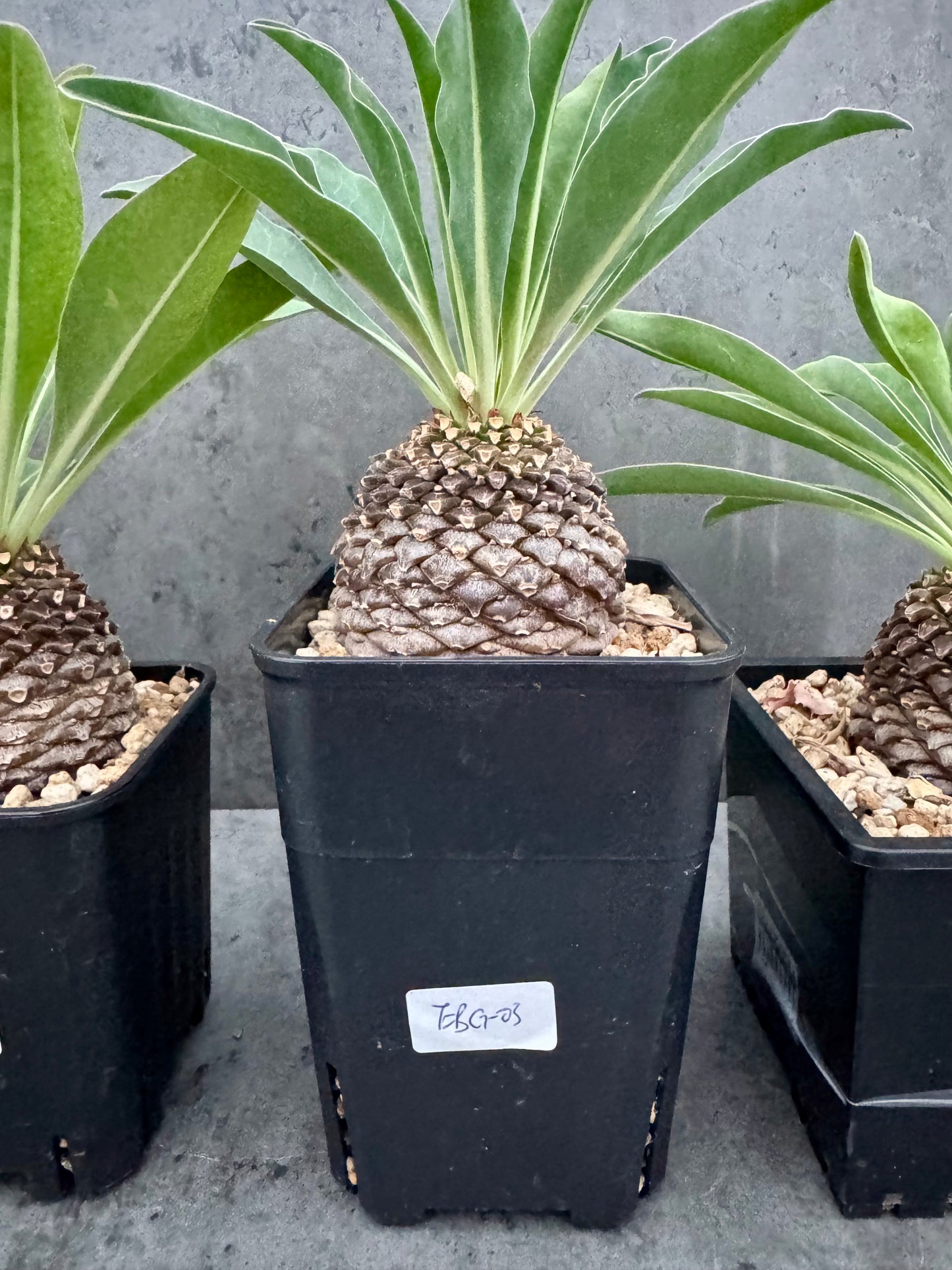 Euphorbia bupleurifolia – Exklusive Caudexpflanze mit Palmen- & Ananasoptik (große Exemplare)