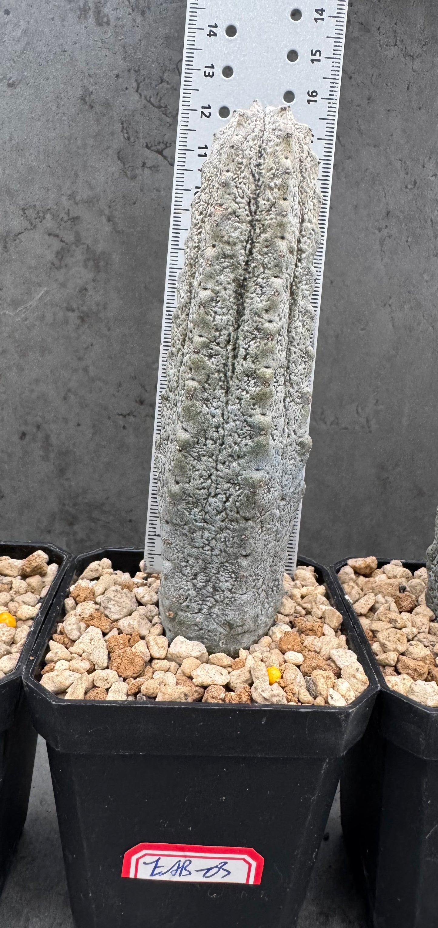 Euphorbia abdelkuri – wurzecht