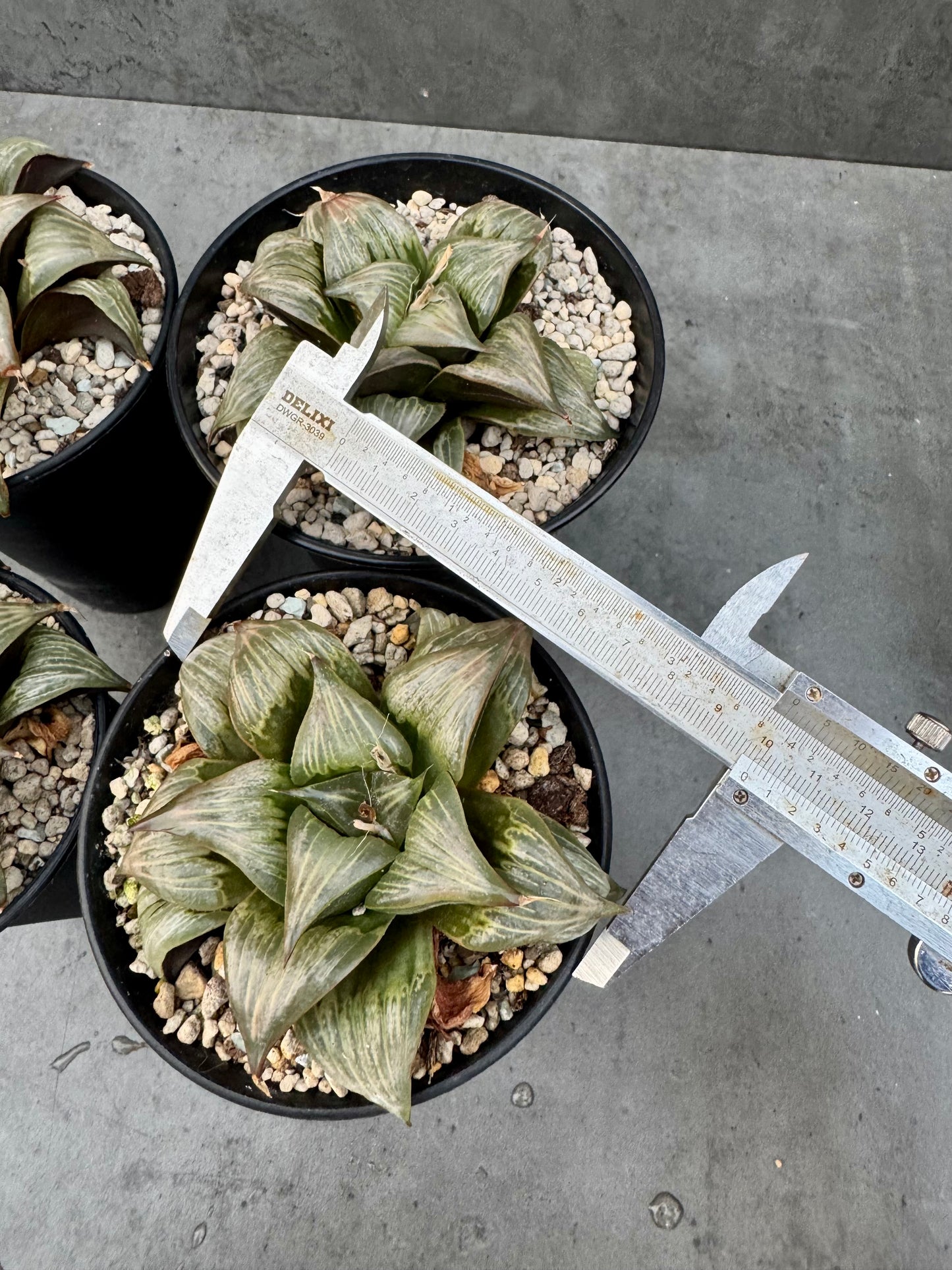 Haworthia mirabilis v. badia