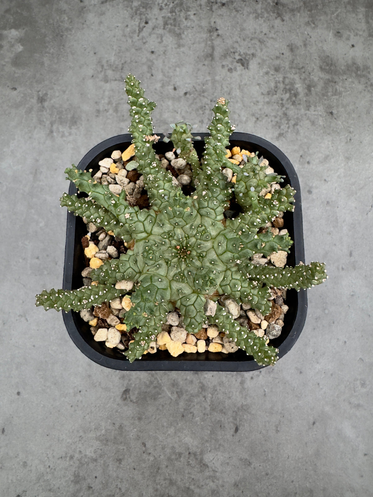Euphorbia brevirama