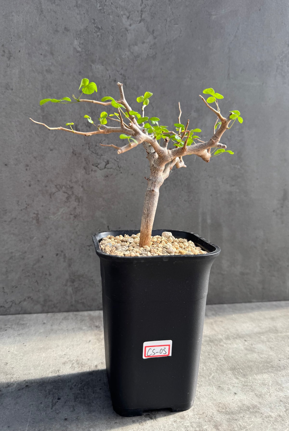 Commiphora sinuata – Seltene madagassische Commiphora