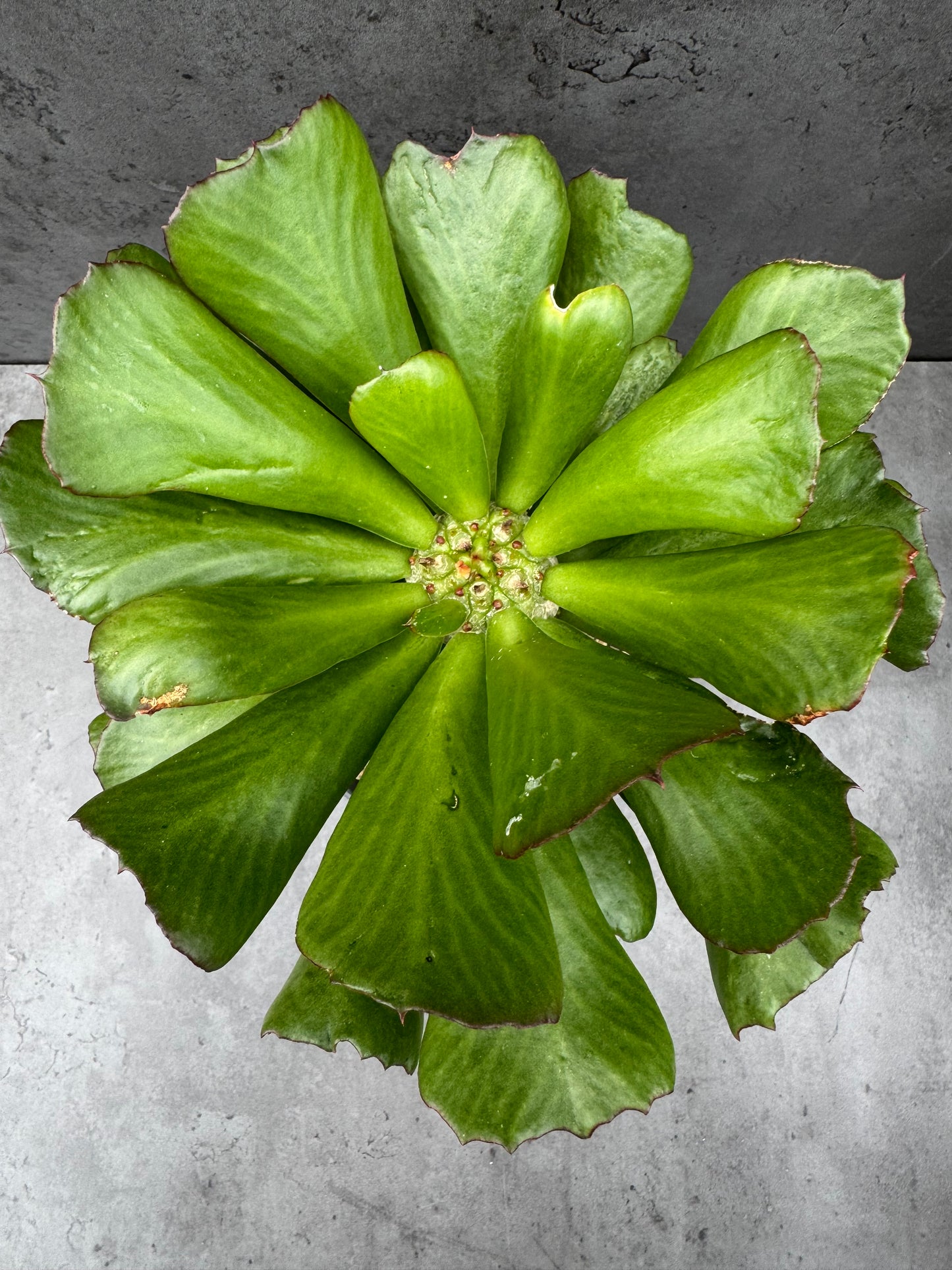 Euphorbia unispina - wurzelechte Exemplare