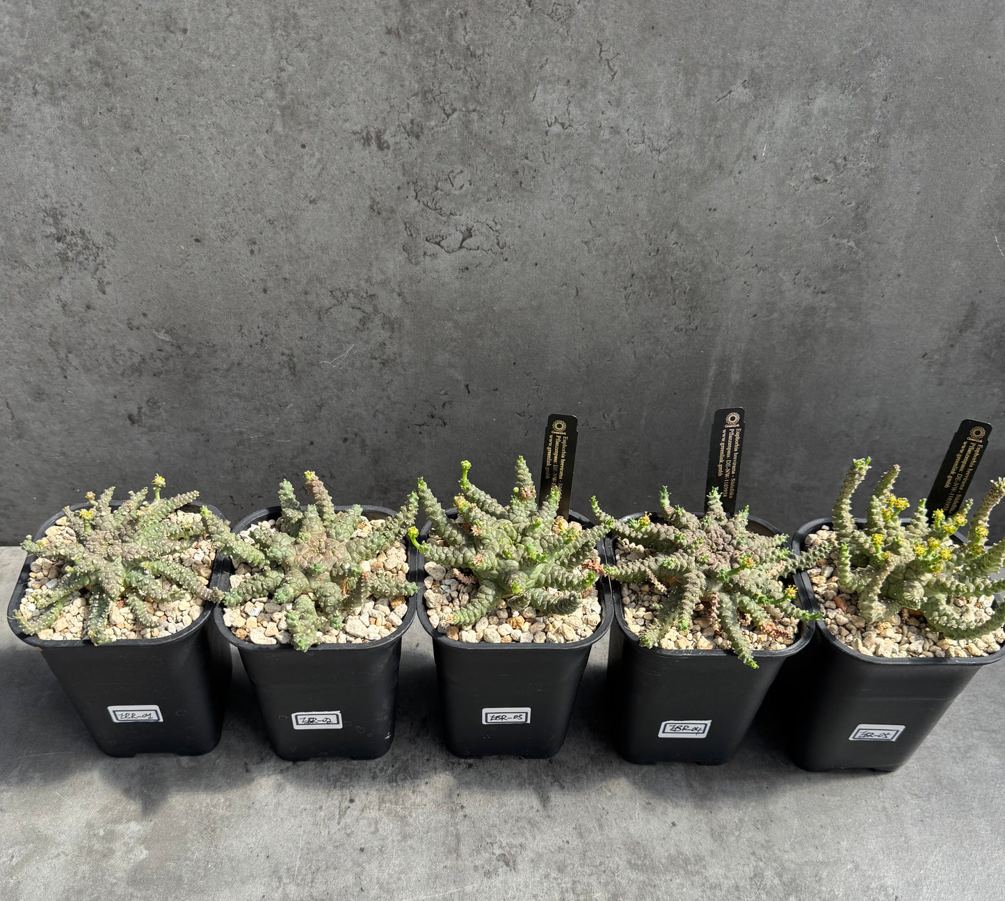 Euphorbia brevirama