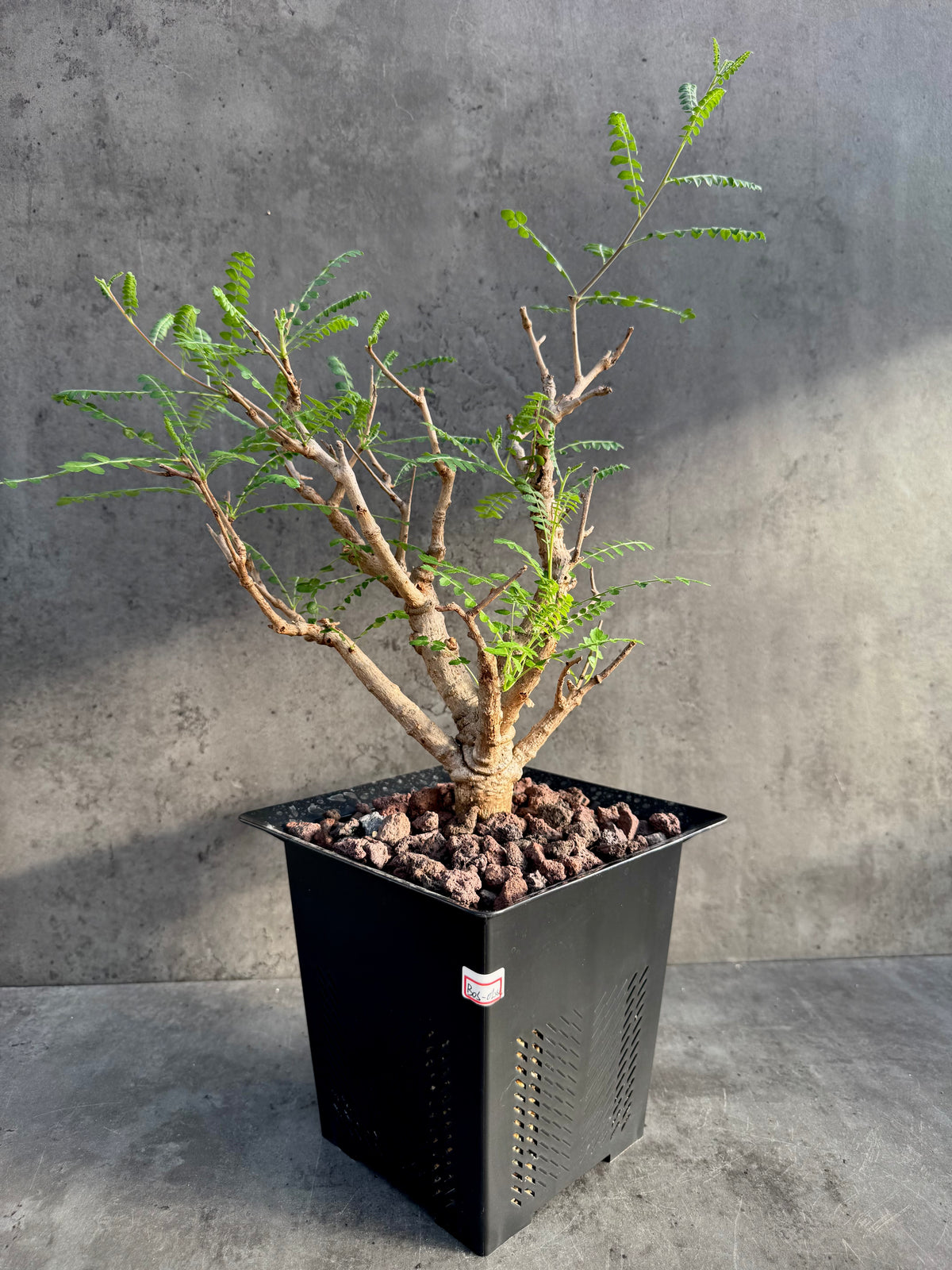 Boswellia neglecta – Afrikanischer Weihrauchbaum - XXL Exemplar