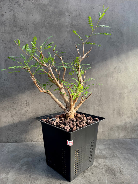 Boswellia neglecta – Afrikanischer Weihrauchbaum - XXL Exemplar