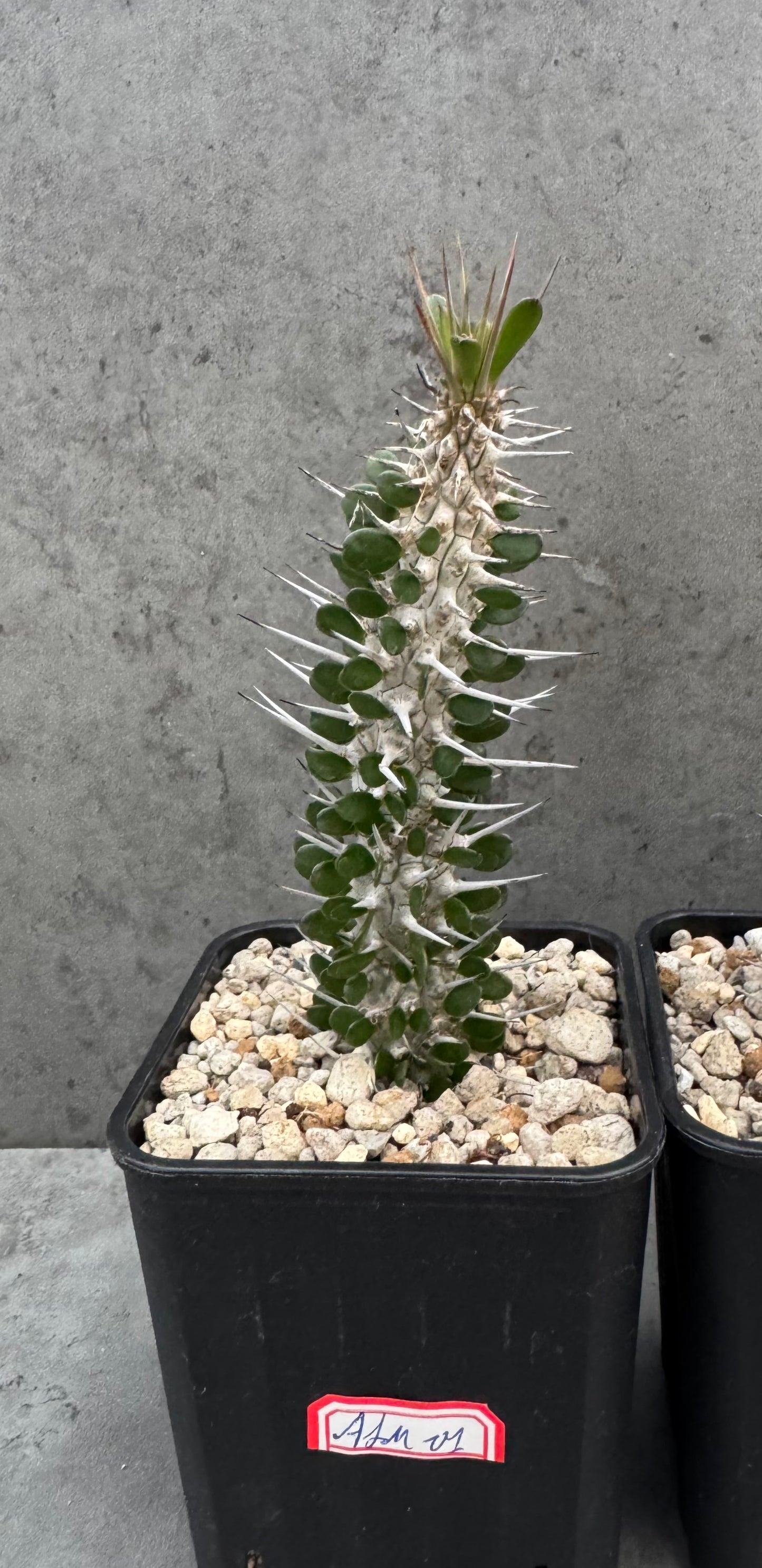 Alluaudia montagnacii
