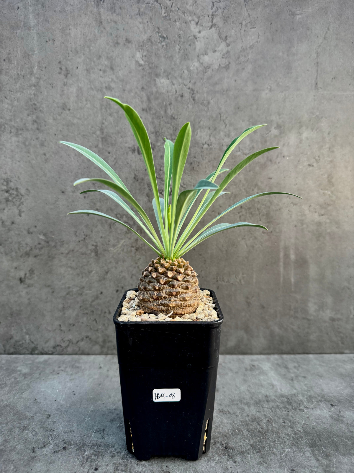 Euphorbia bupleurifolia- mittlere Größe