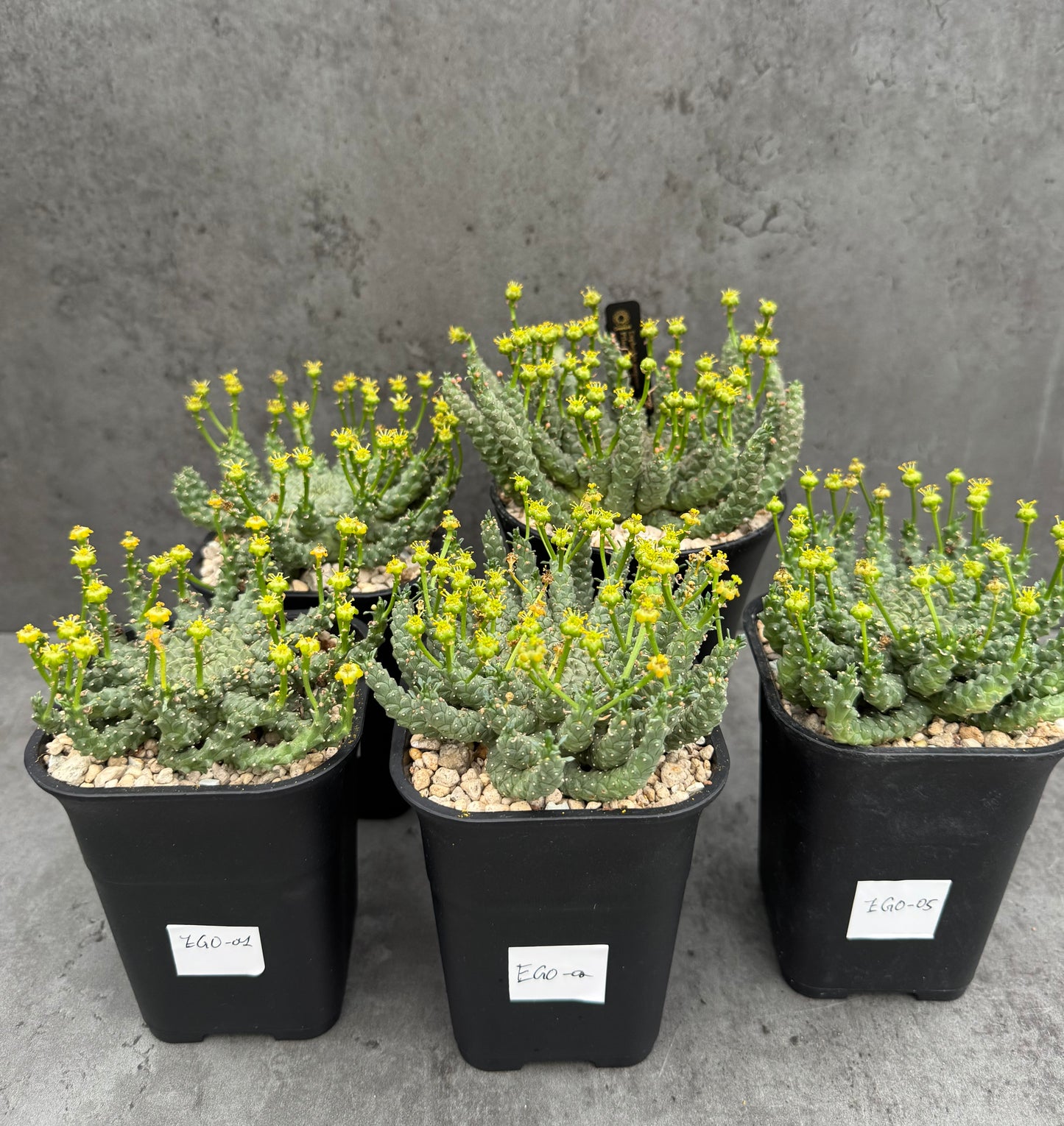 Euphorbia gorgonis