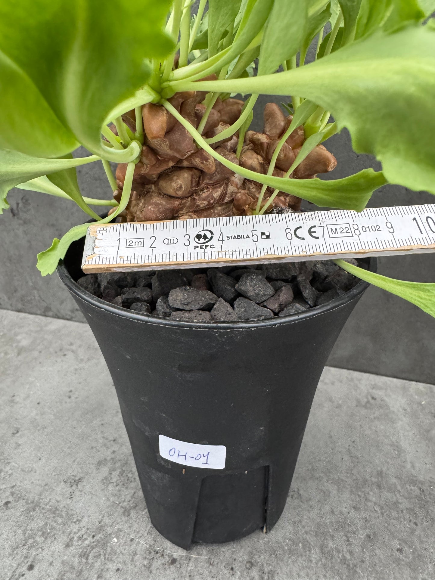 Othonna herrei - große Pflanzen