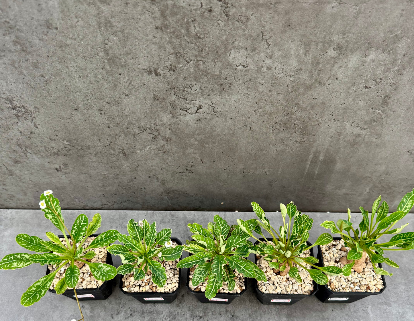 Euphorbia Spannringii fishbone