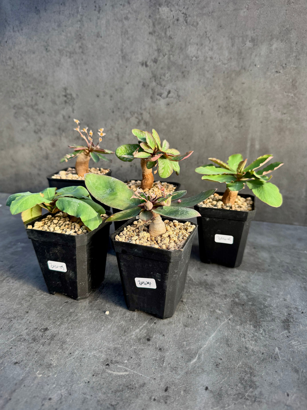 Euphorbia moratii