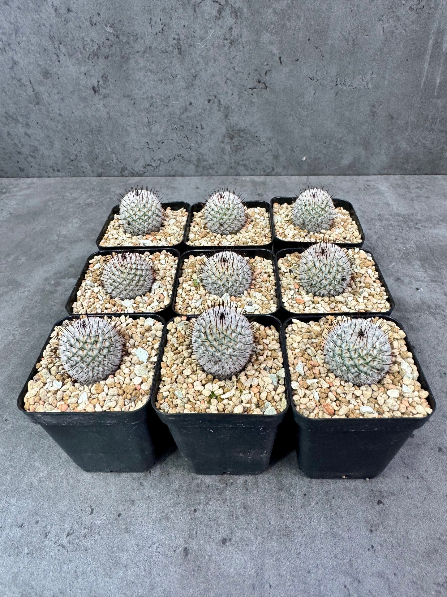 Mammillaria perezdelarosae subsp. andersonii