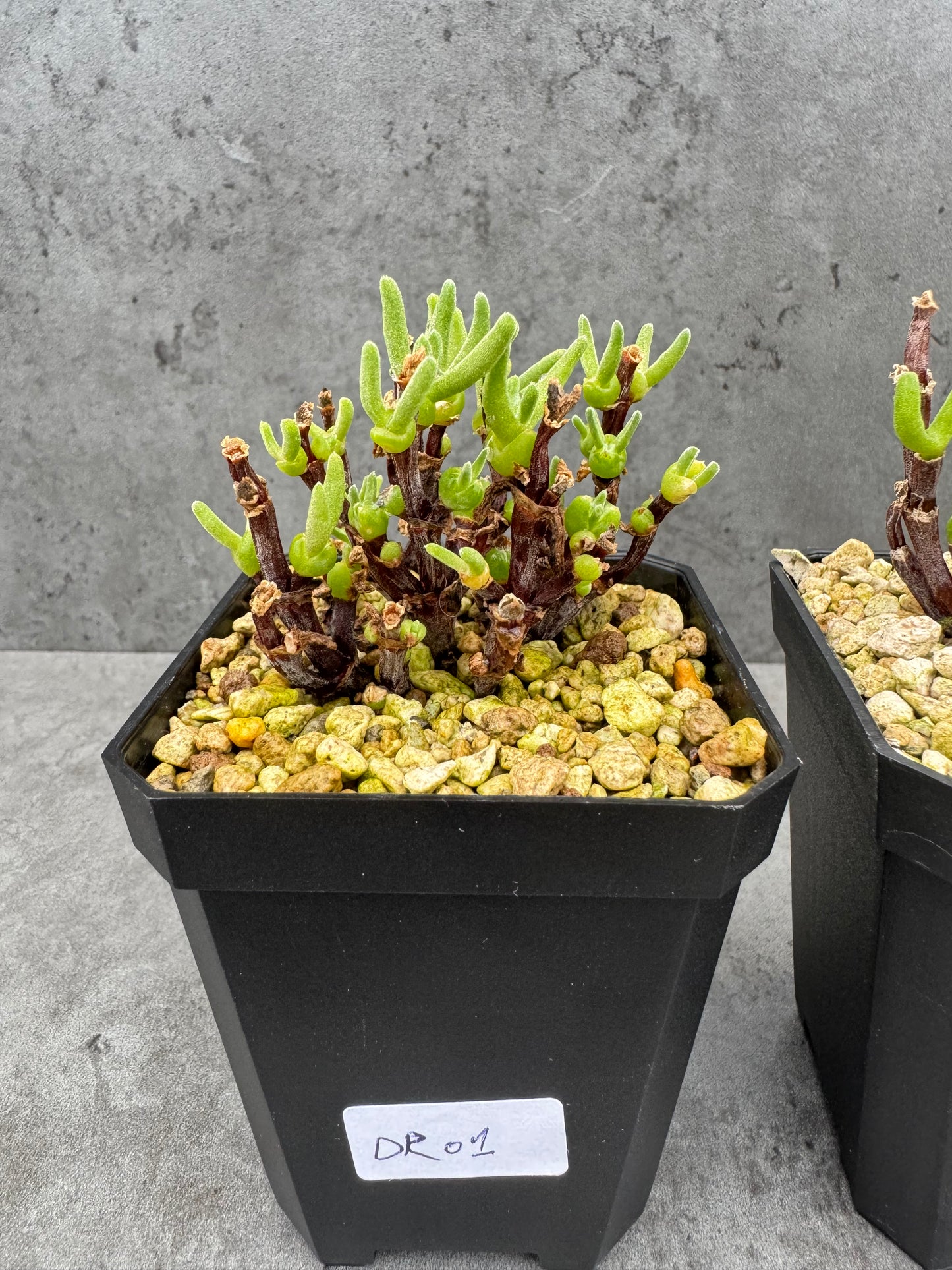 Drosanthemum ramulosum- Stammbildende Mittagsblume aus Südafrika