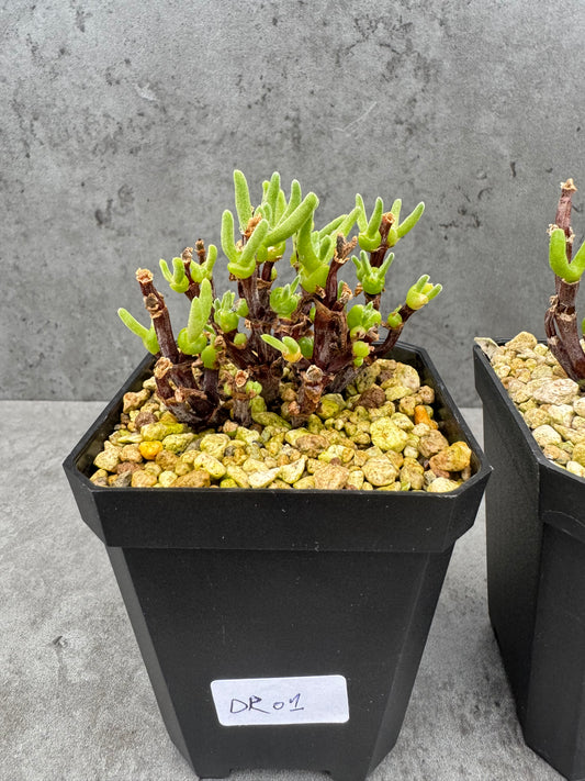 Drosanthemum ramulosum- Stammbildende Mittagsblume aus Südafrika