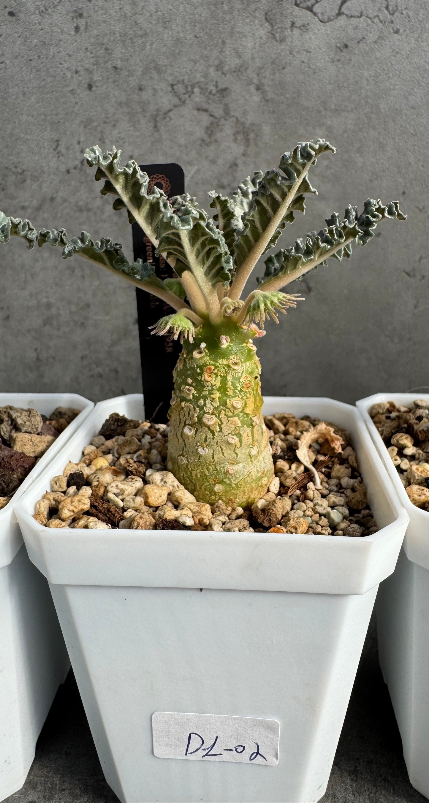 Dorstenia Lavrani