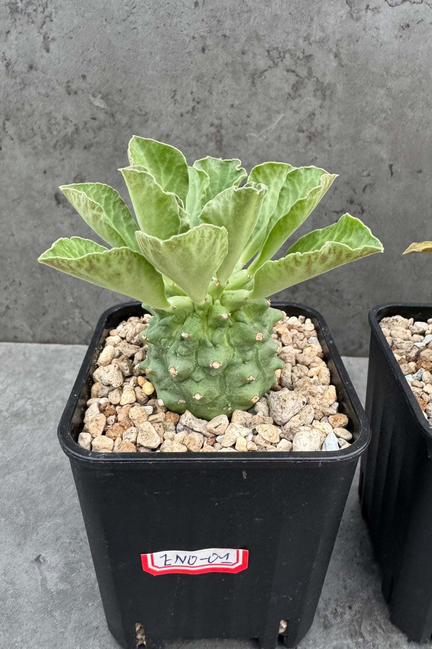 Euphorbia neoreflexa