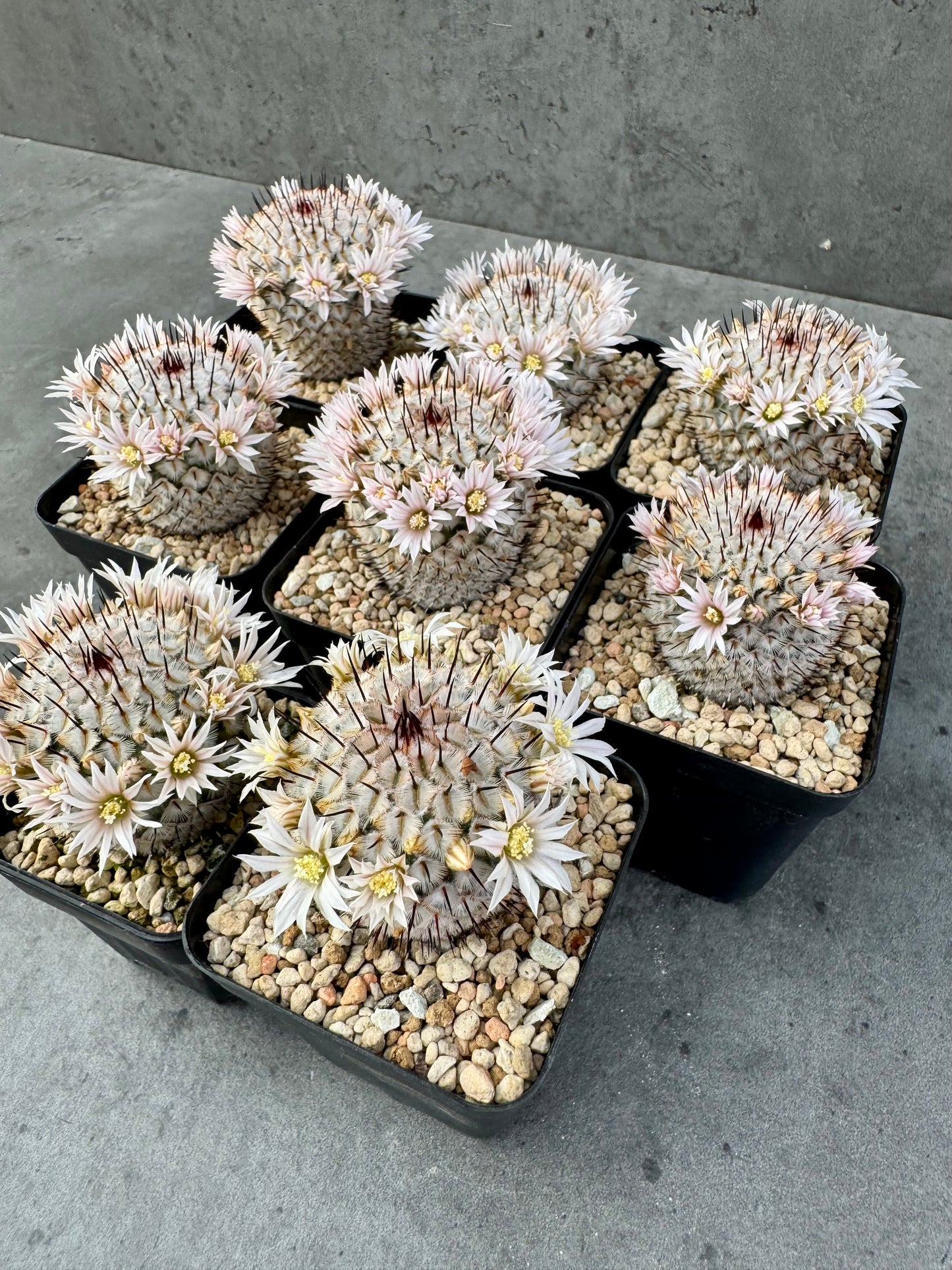 Mammillaria perezdelarosae subsp. andersonii