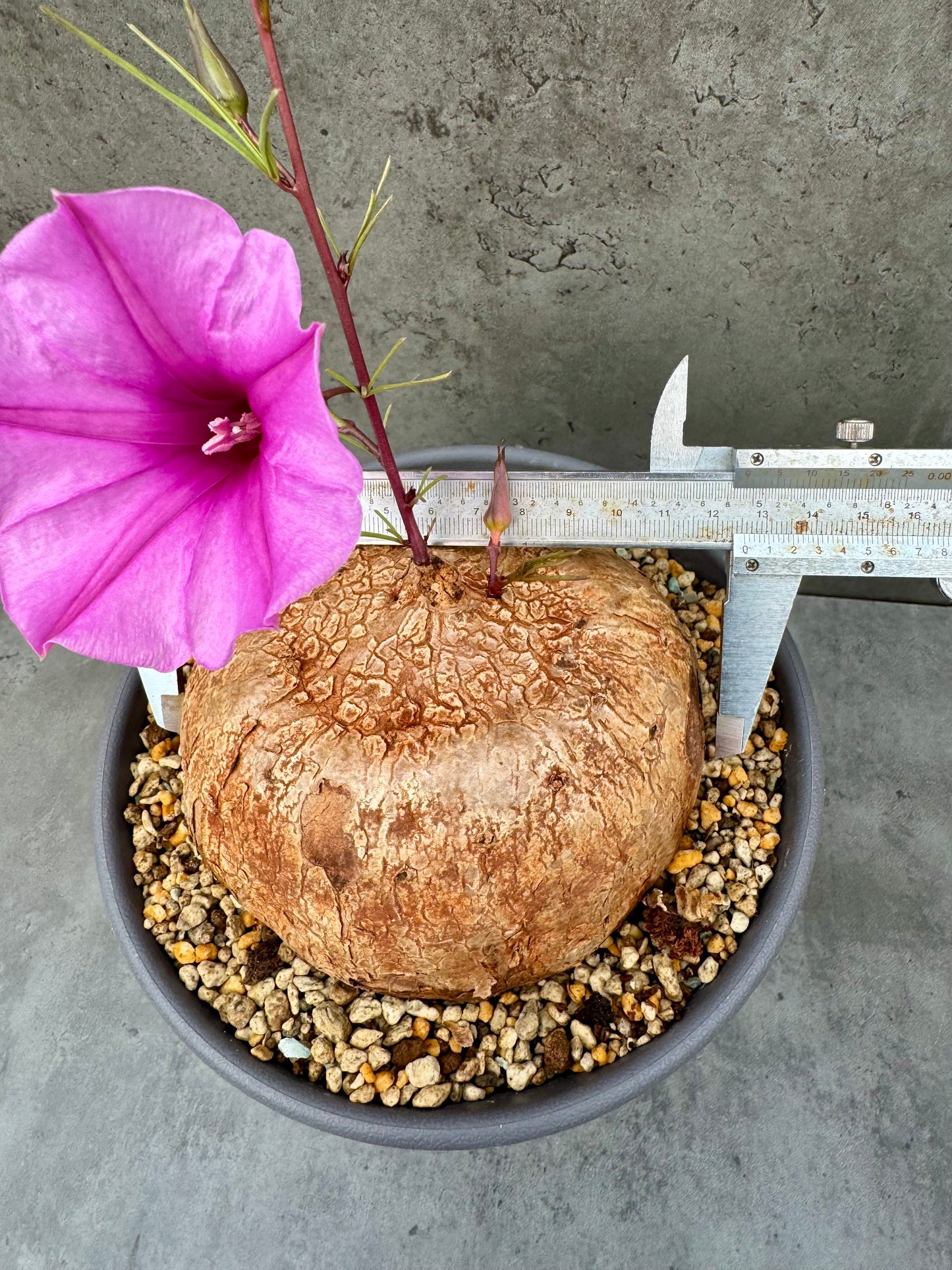 Ipomoea holubii