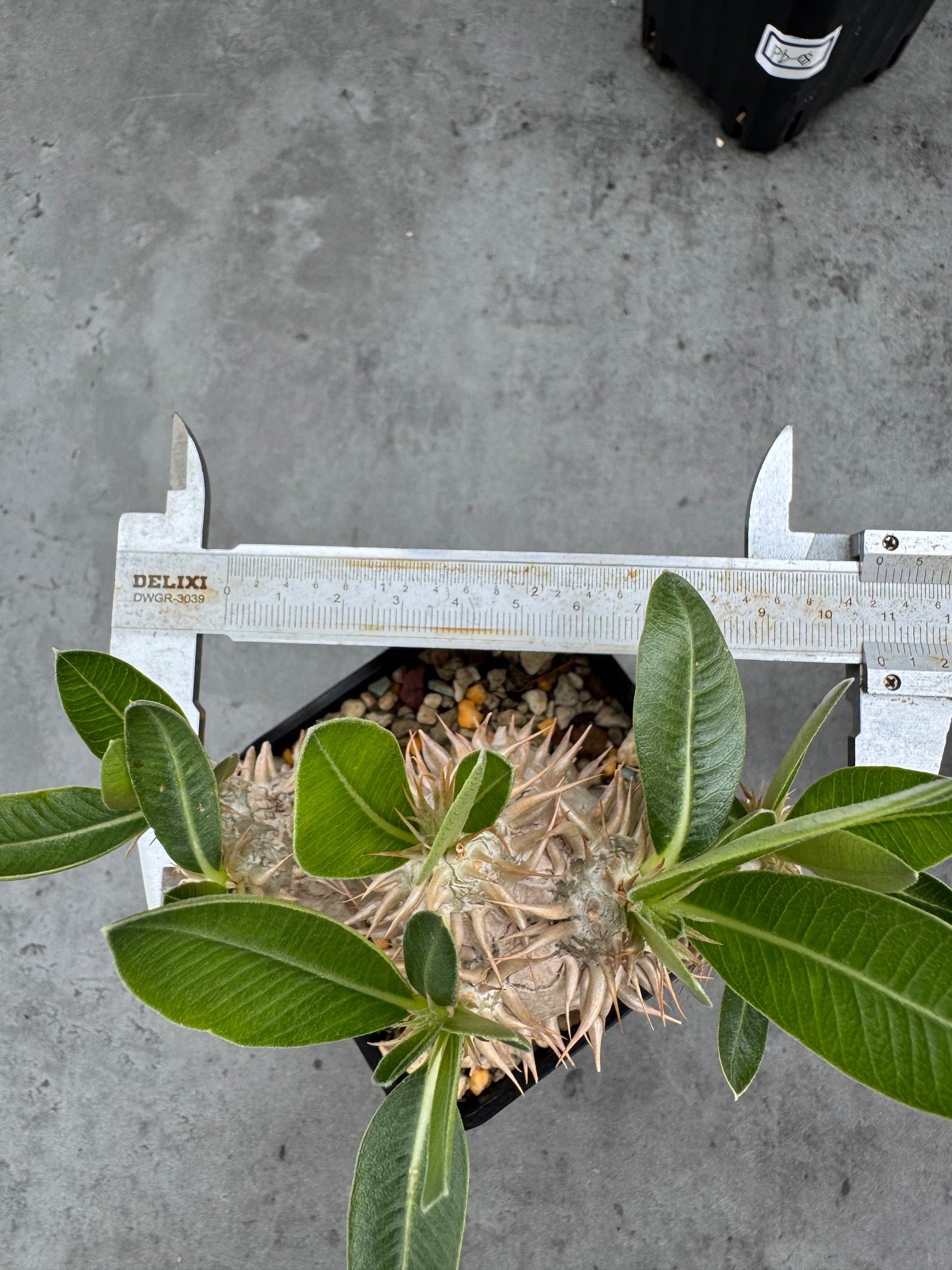Pachypodium densiflorum