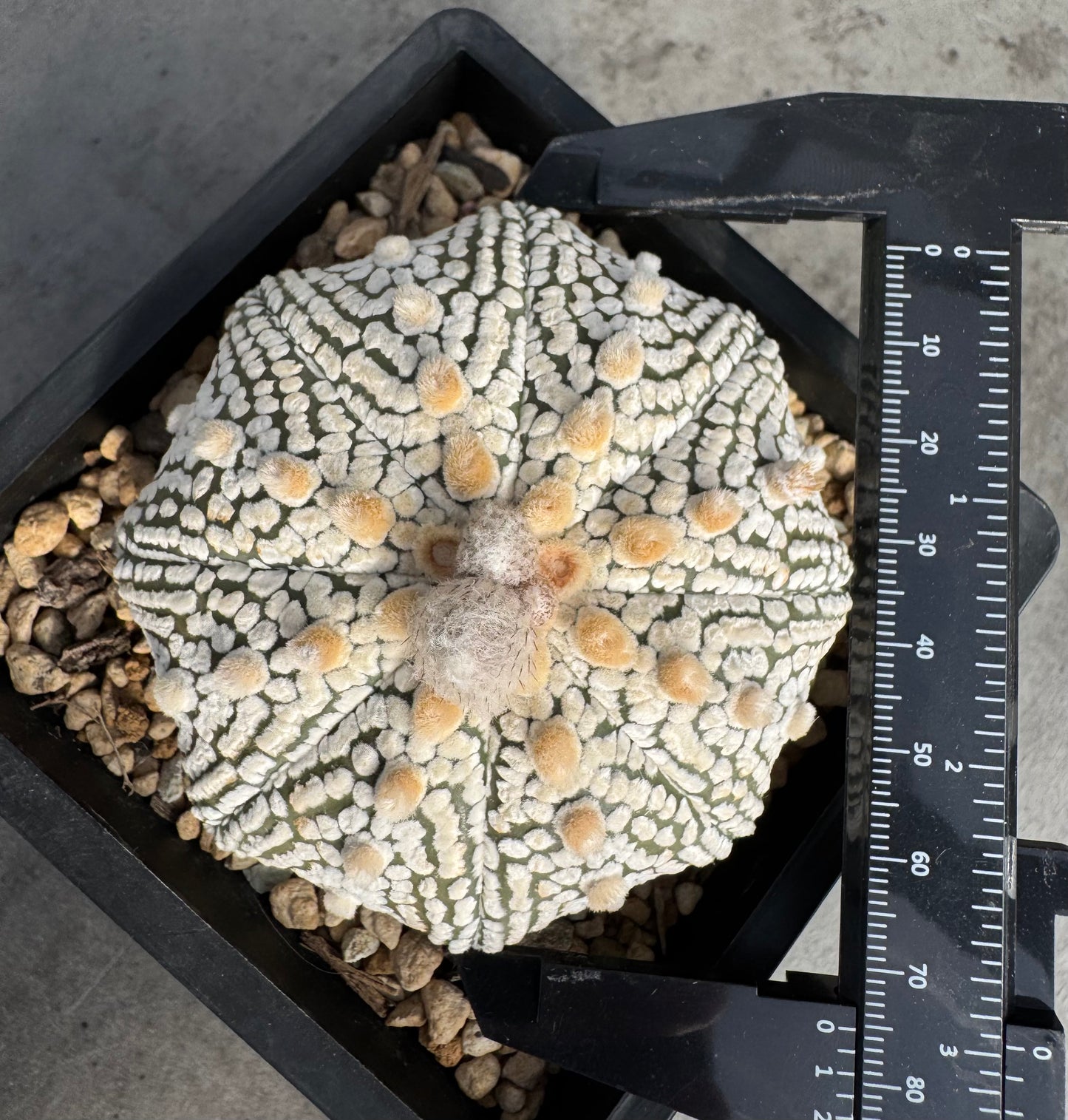 Astrophytum asterias miracle