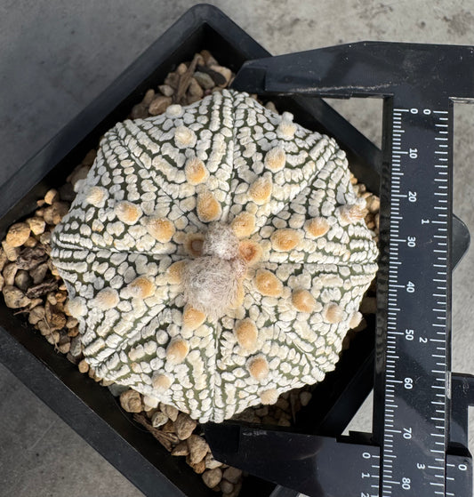 Astrophytum asterias miracle