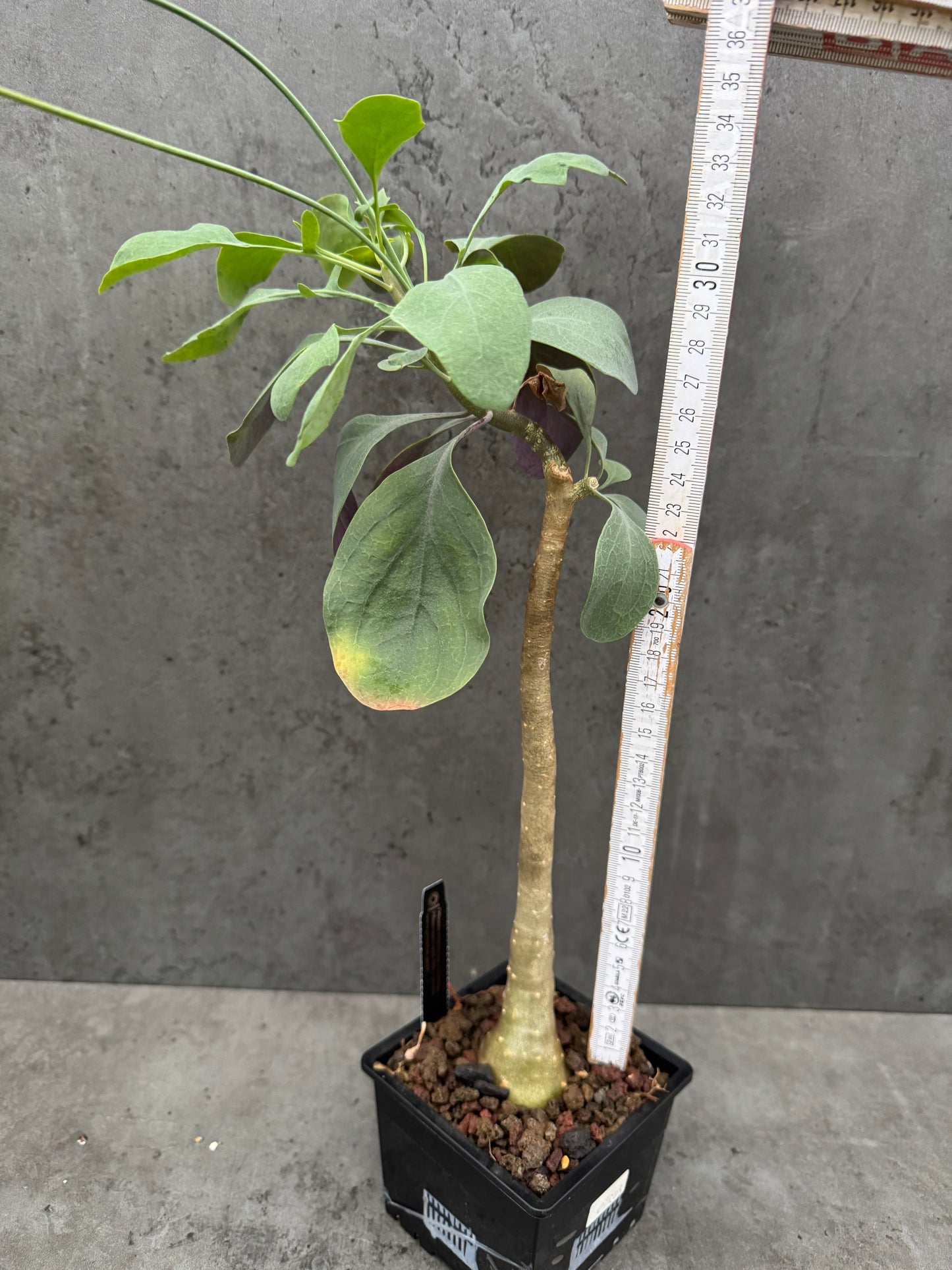 Othonna triplinervia