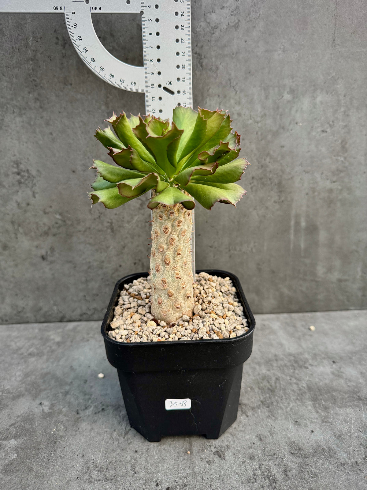 Euphorbia unispina