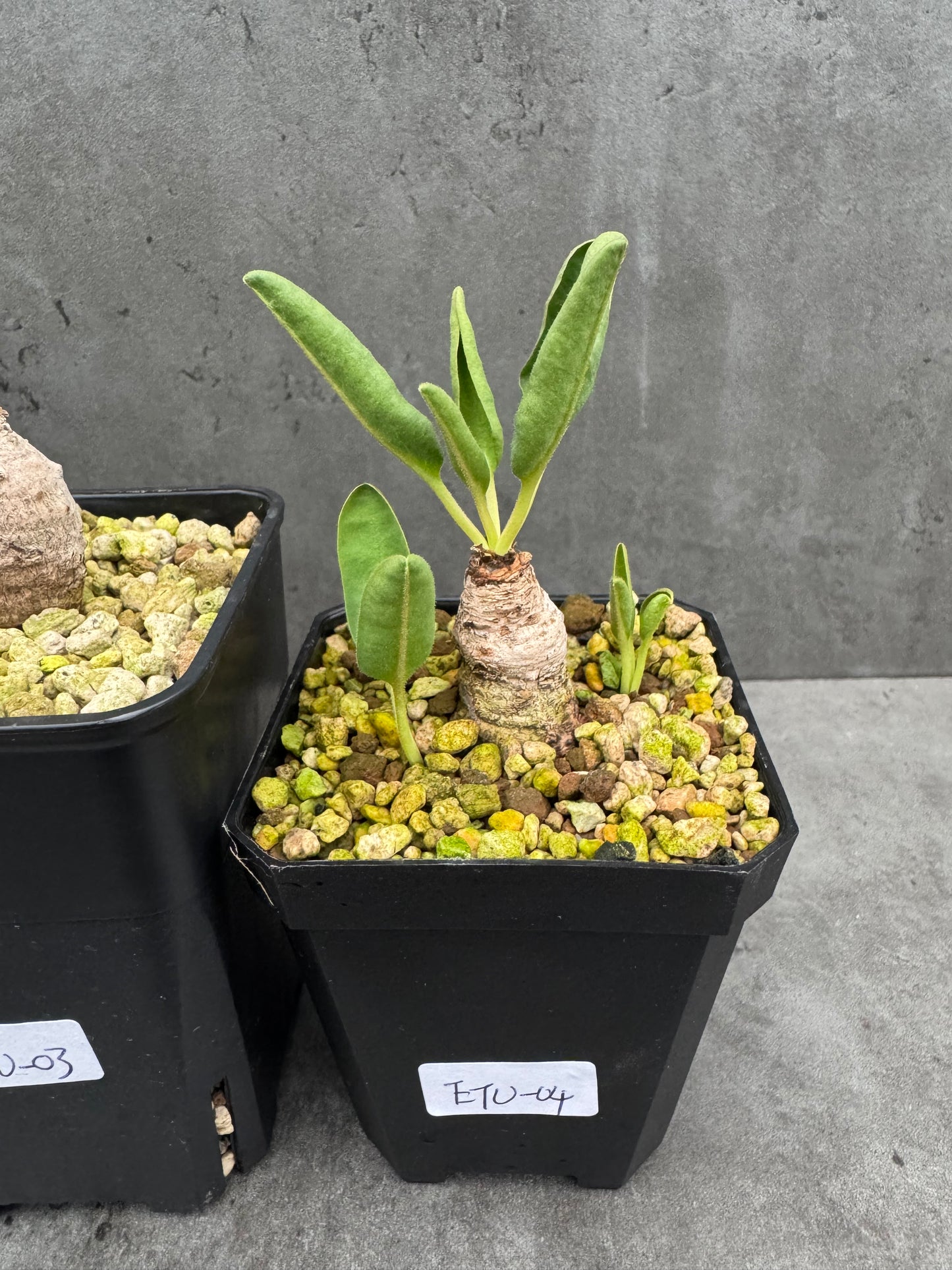 Euphorbia turberosa - Winterwachser