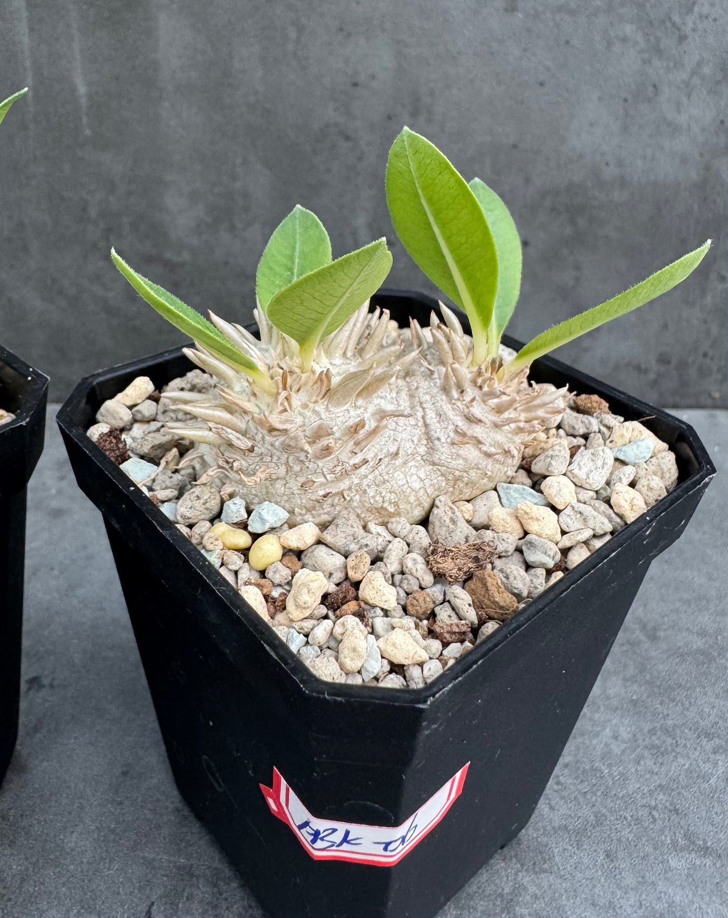 Pachypodium Brevicaule - klein