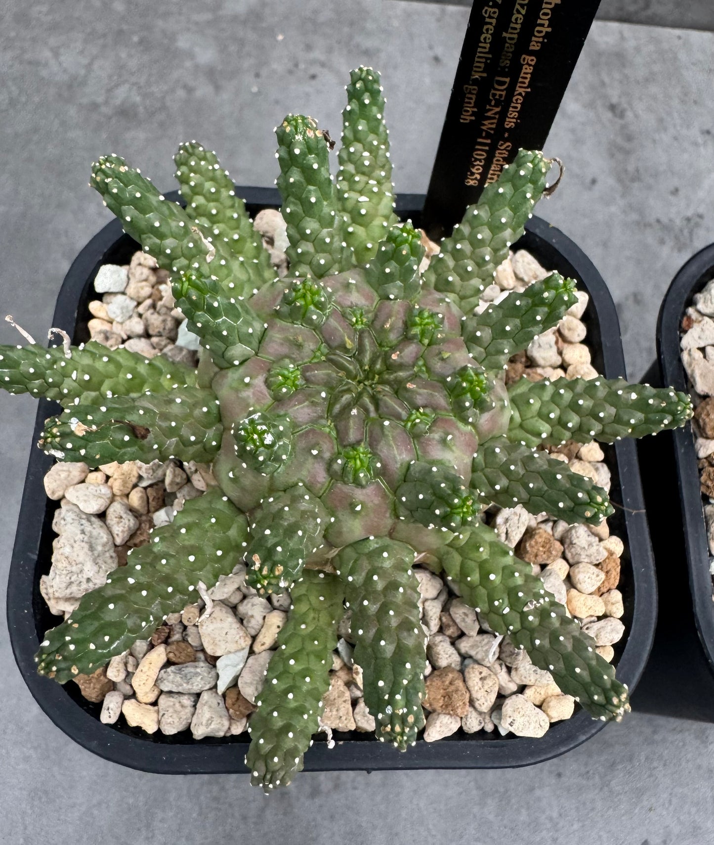 Euphorbia gamkensis