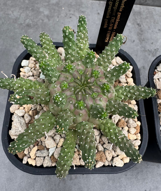 Euphorbia gamkensis