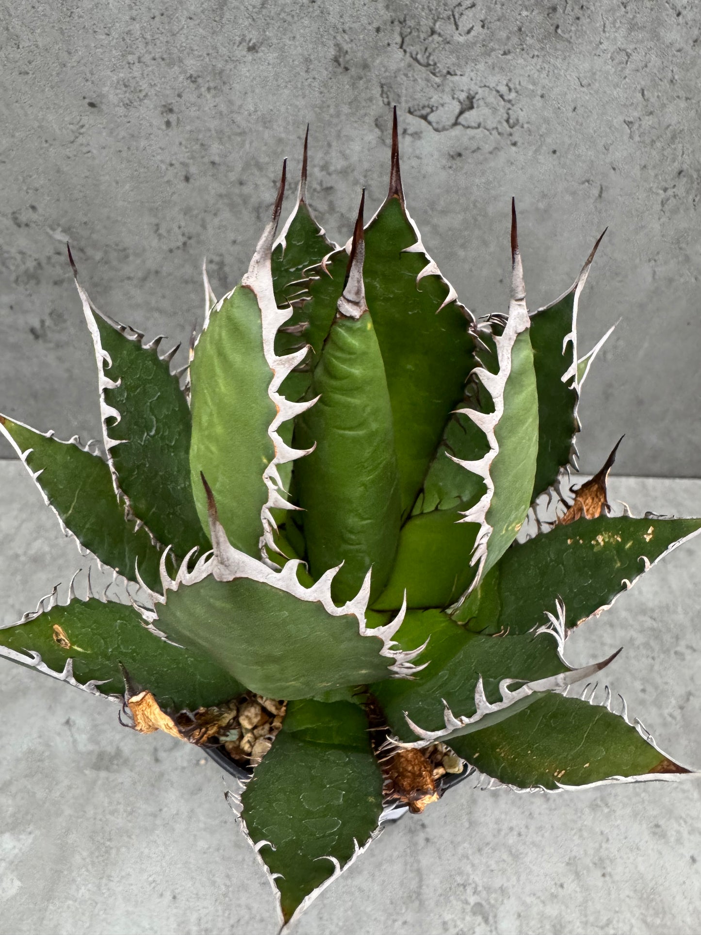 Agave horrida