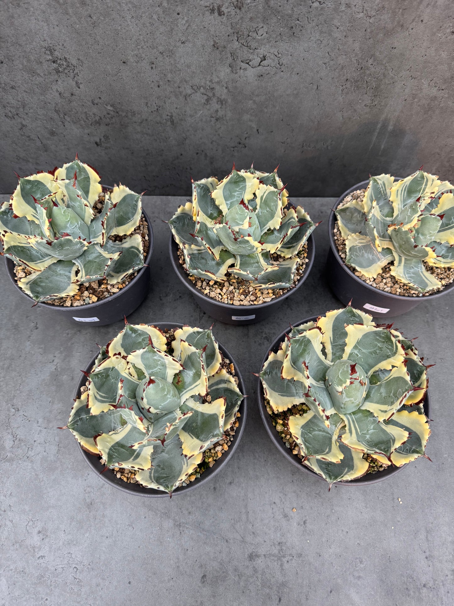 Agave isthmensis kabutogani