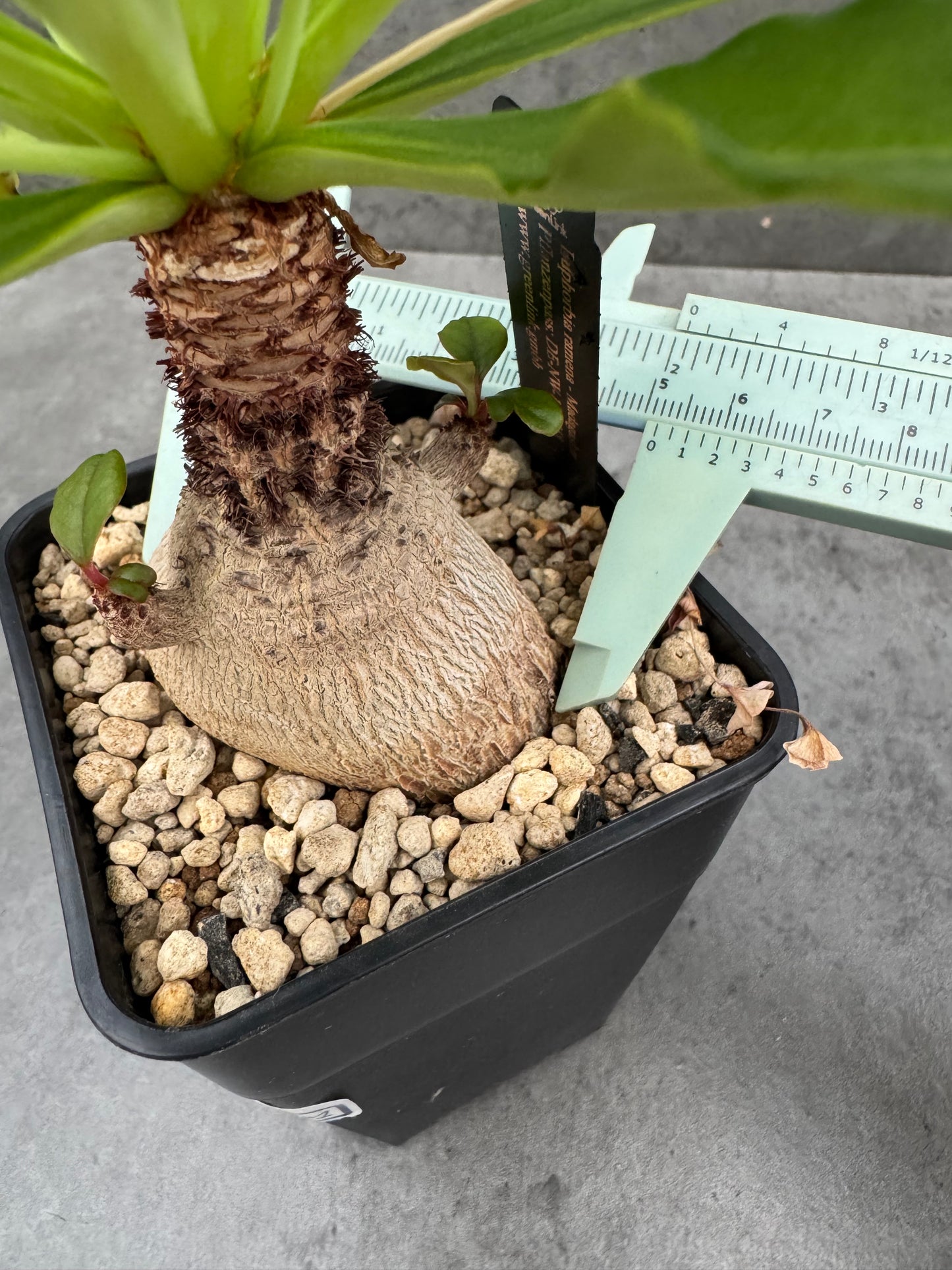Euphorbia ramena - Riesenpflanzen