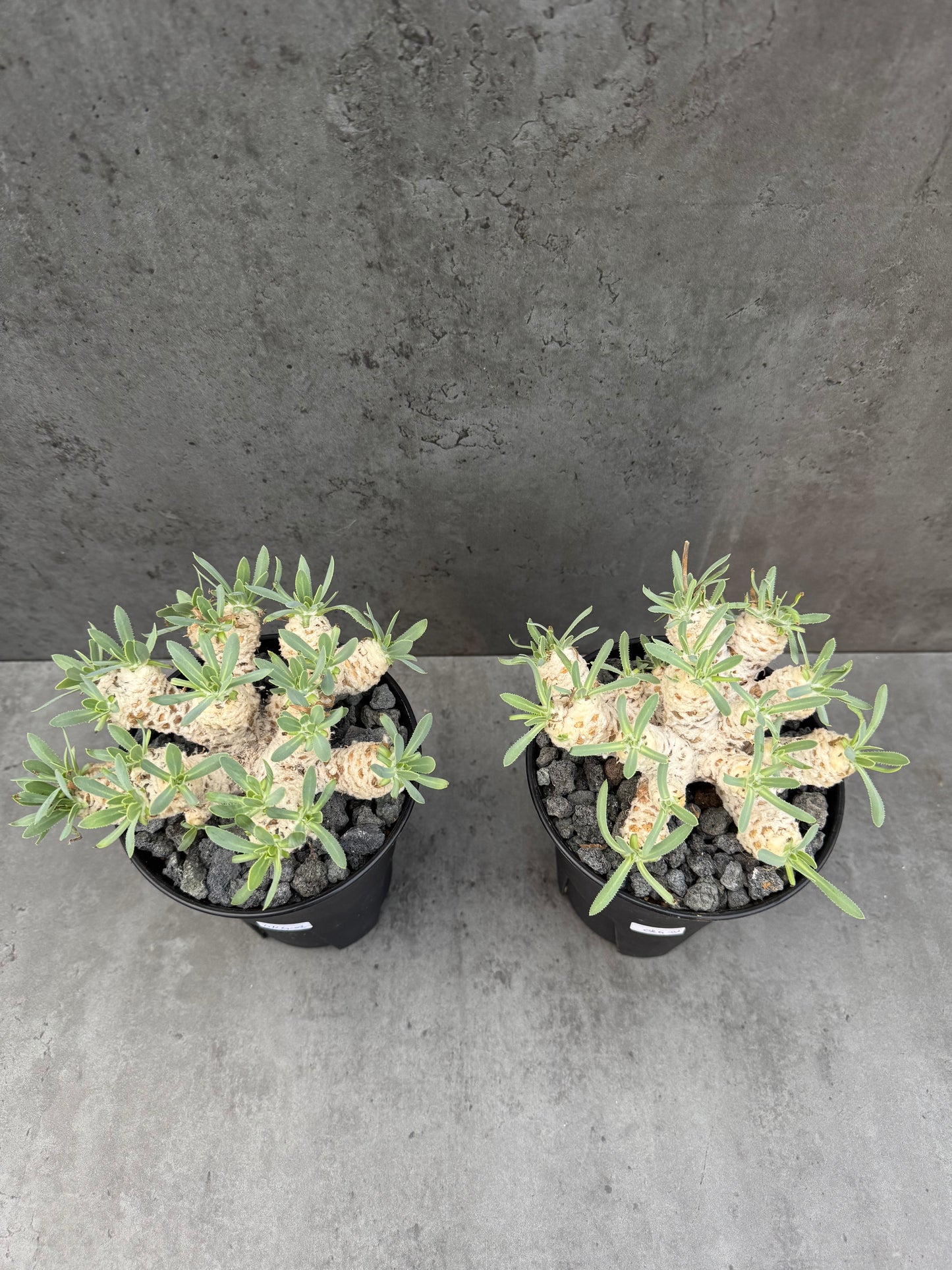 Othonna retrorsa- Riesenmutterpflanzen