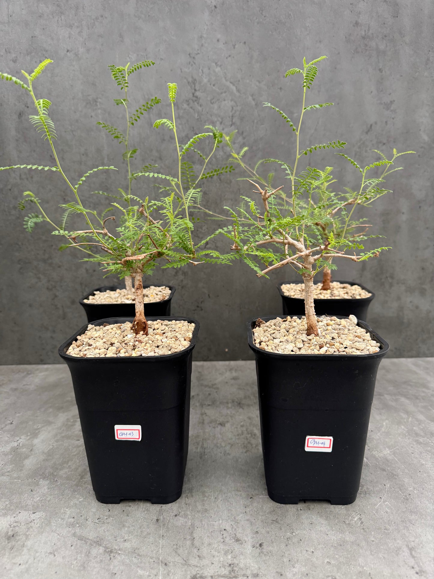 Operculicarya hyphaenoides -Rarität