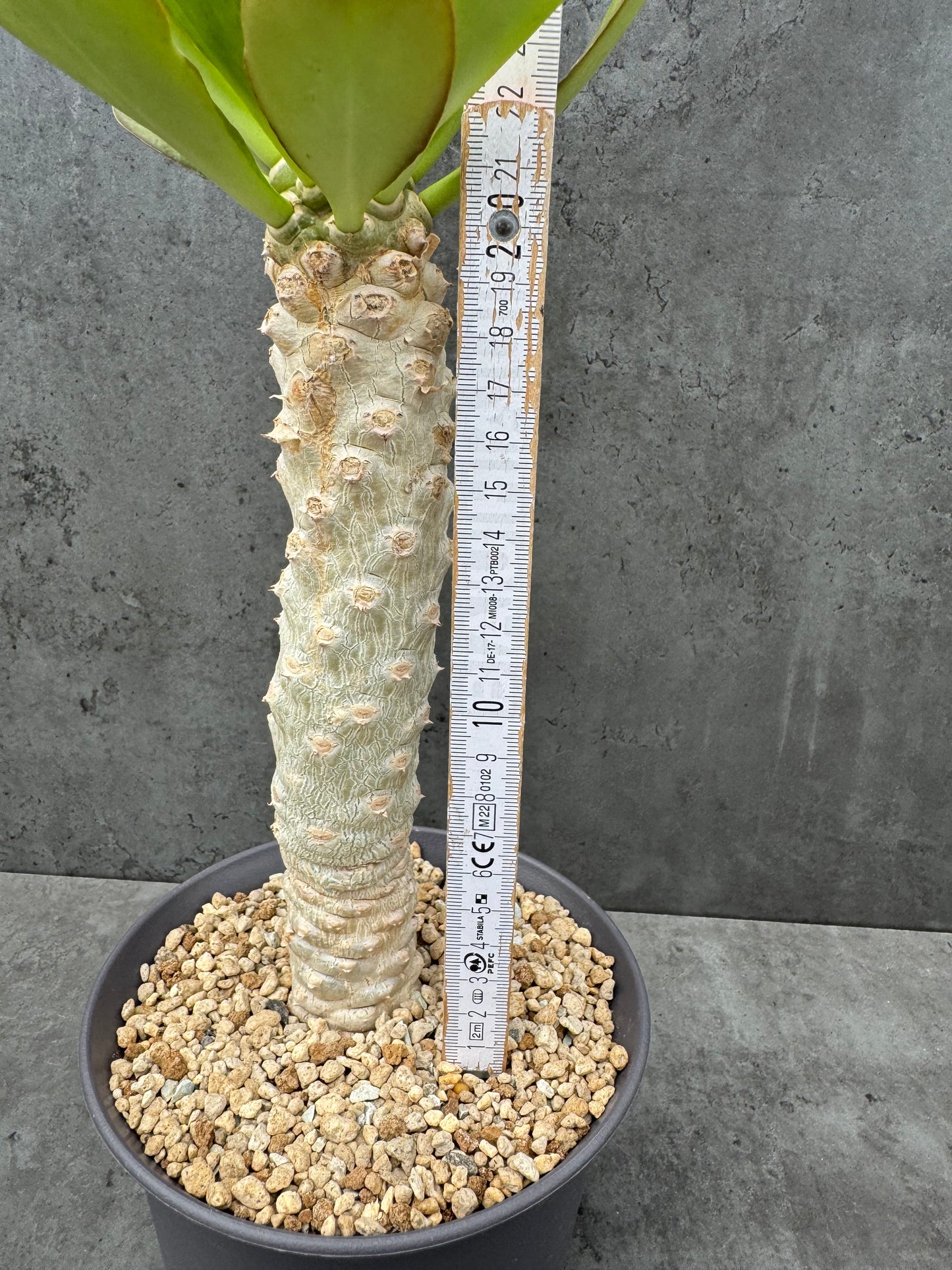 Euphorbia Poissonii - originale Form