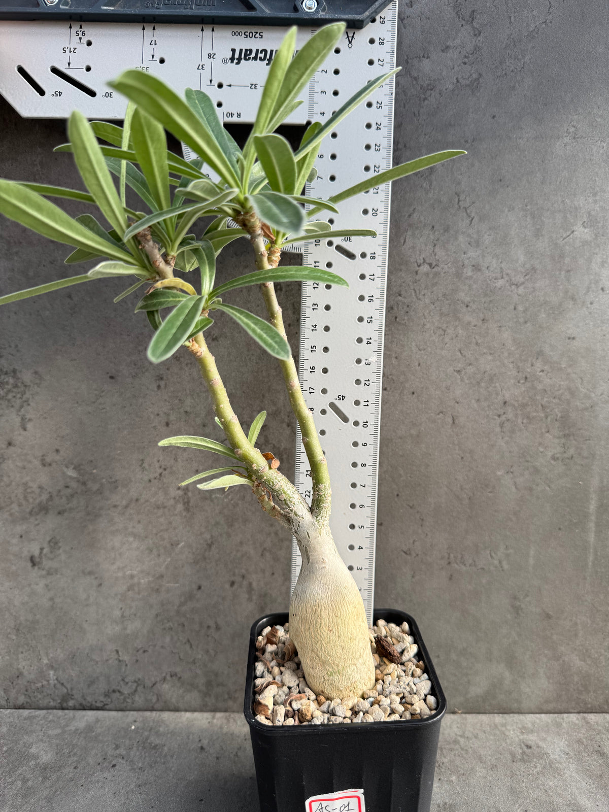 Adenium swazicum