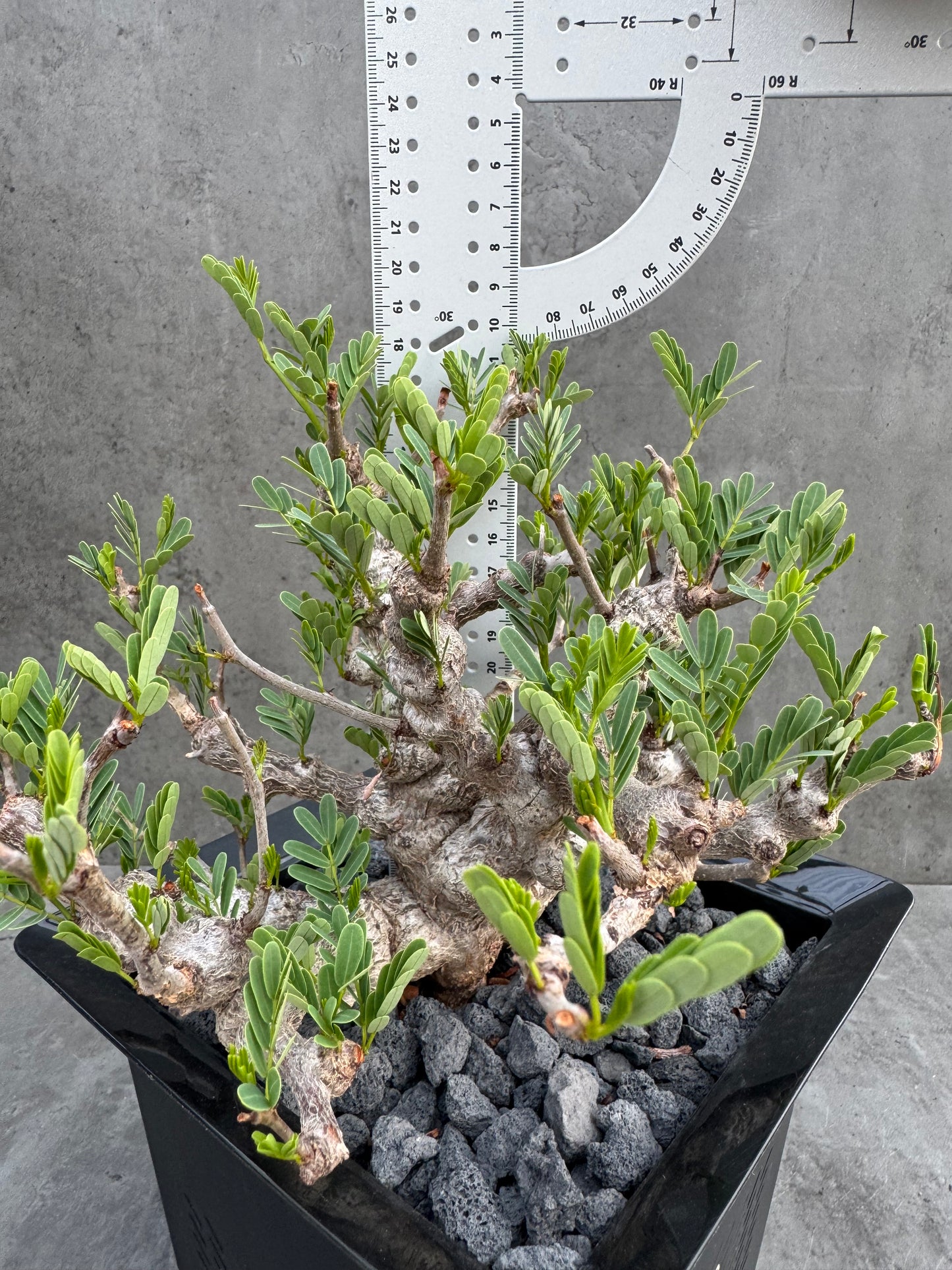 Senna meridionalis - ein exklusives Exemplar!