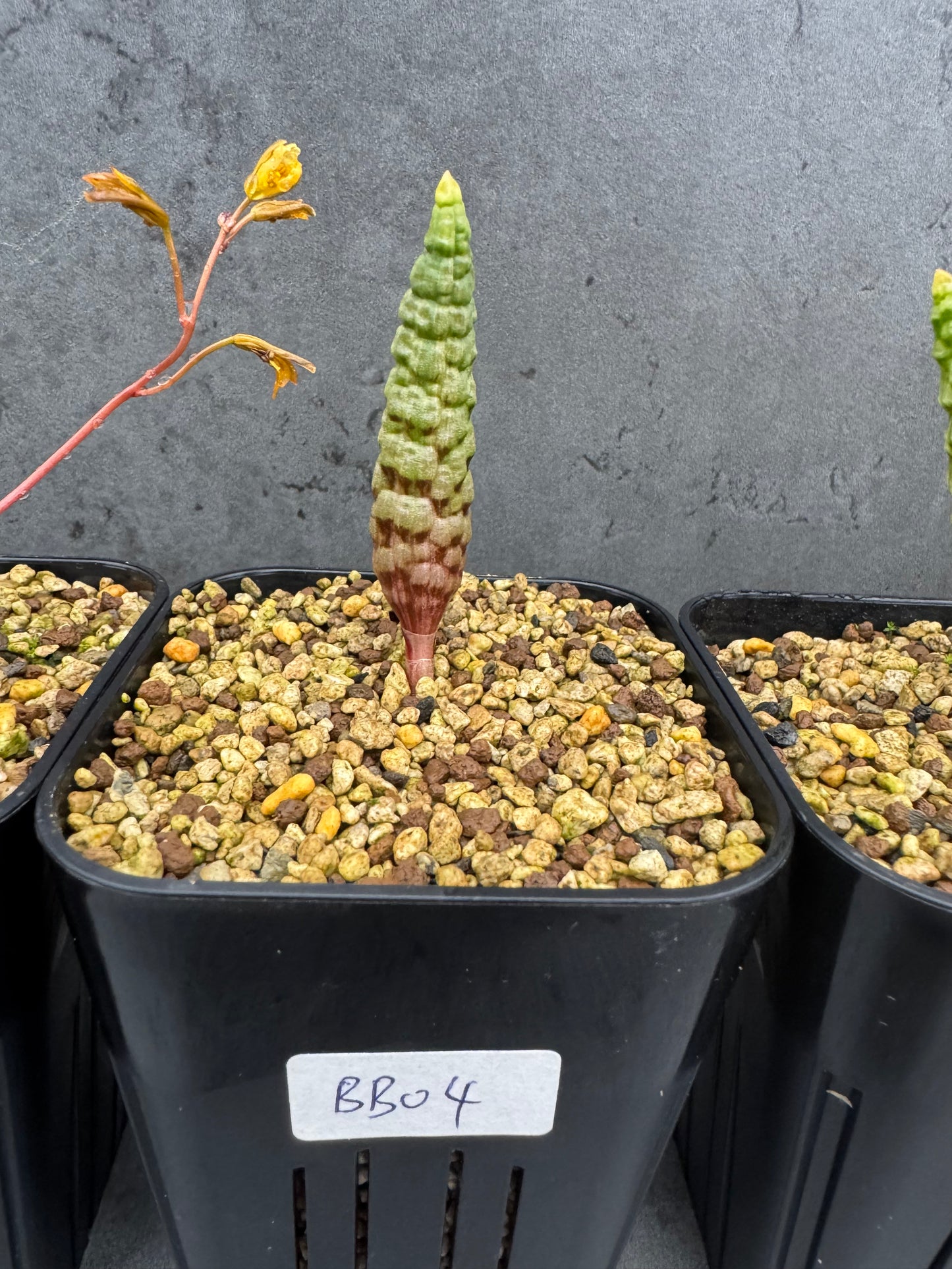 Bubine bruynsii - Rarität aus Namaqualand