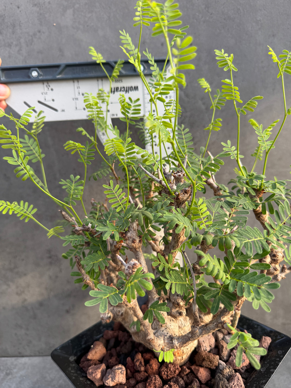 Senna meridionalis - ein exklusives Exemplar! (XL-04)